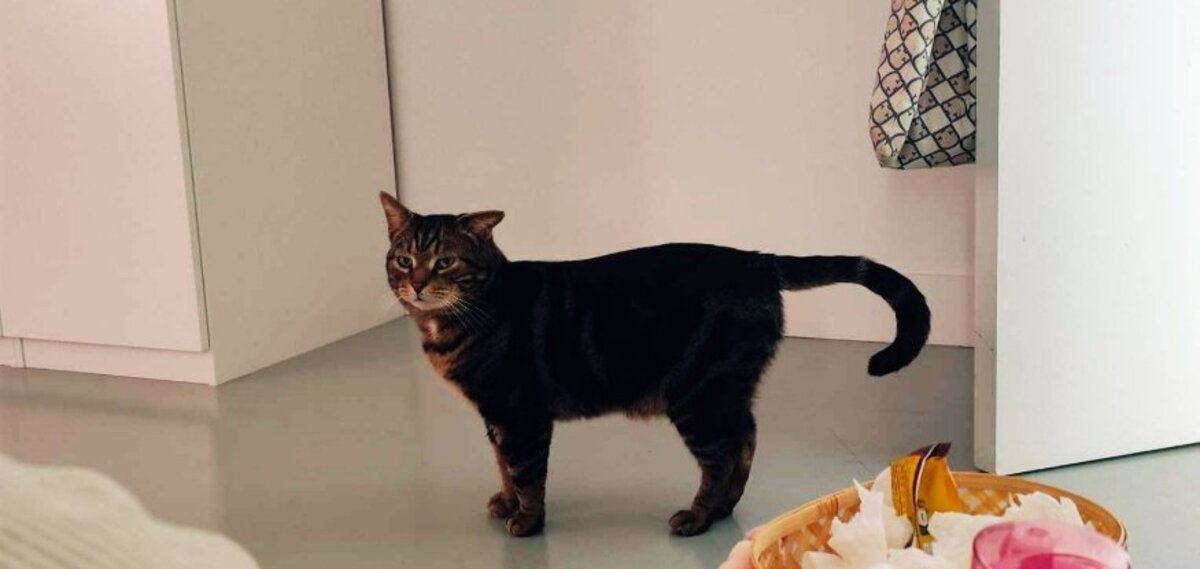 Adoption Einstein