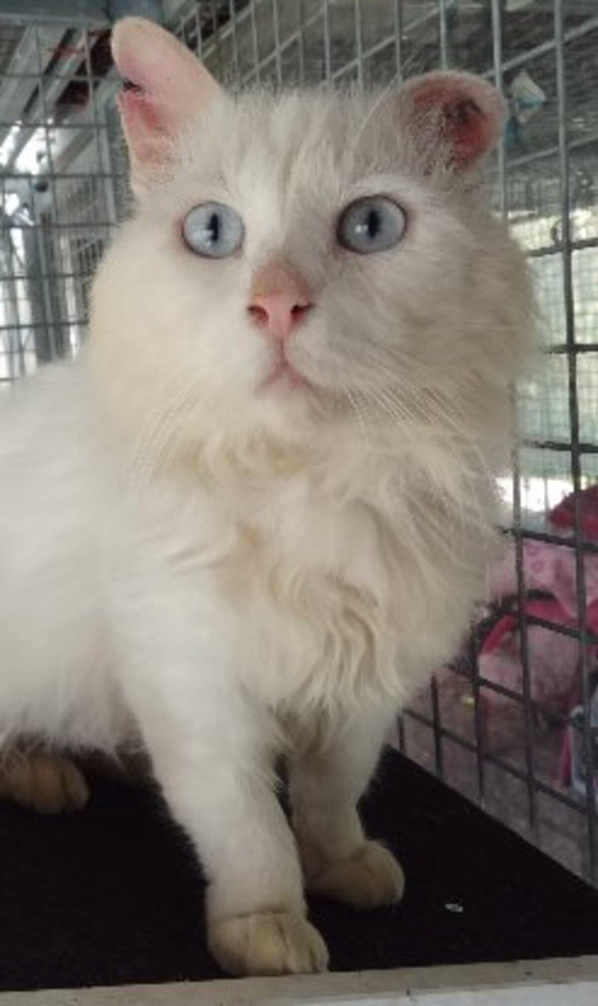 Adoption Eko