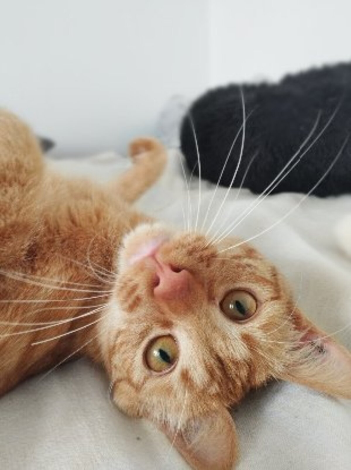 Adoption Elio
