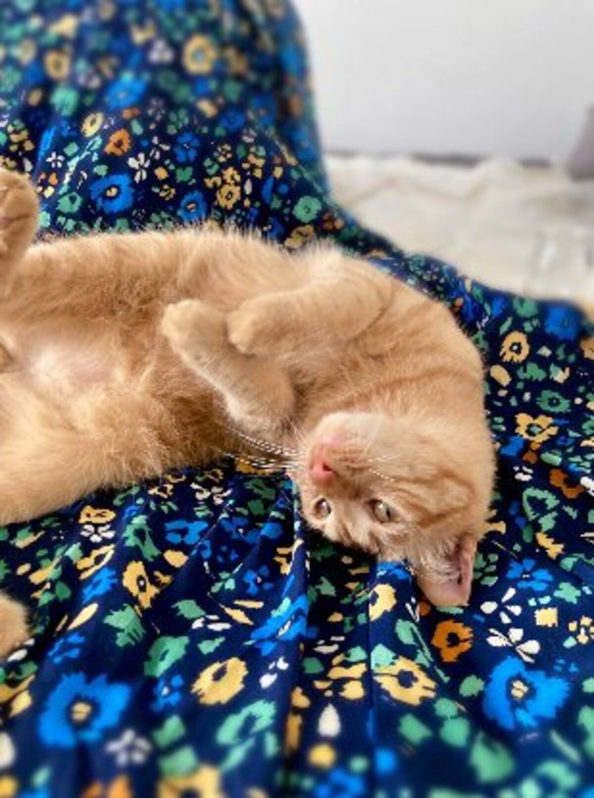 Adoption Elio