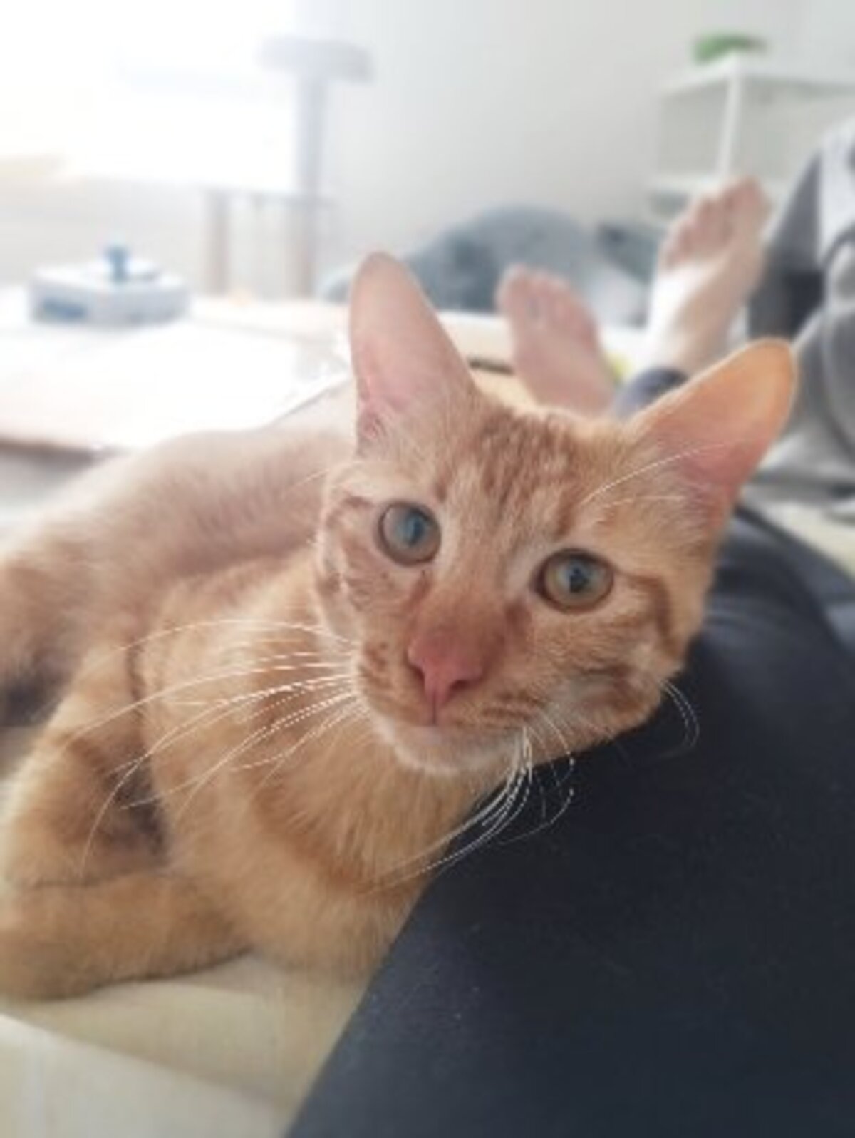 Adoption Elio
