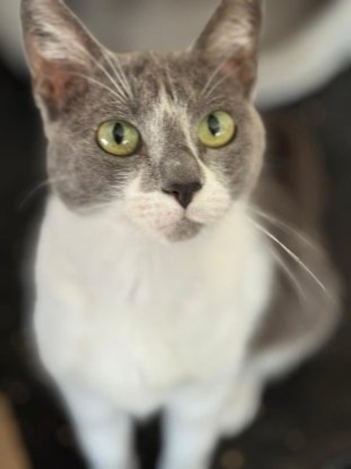 Adoption Elisa