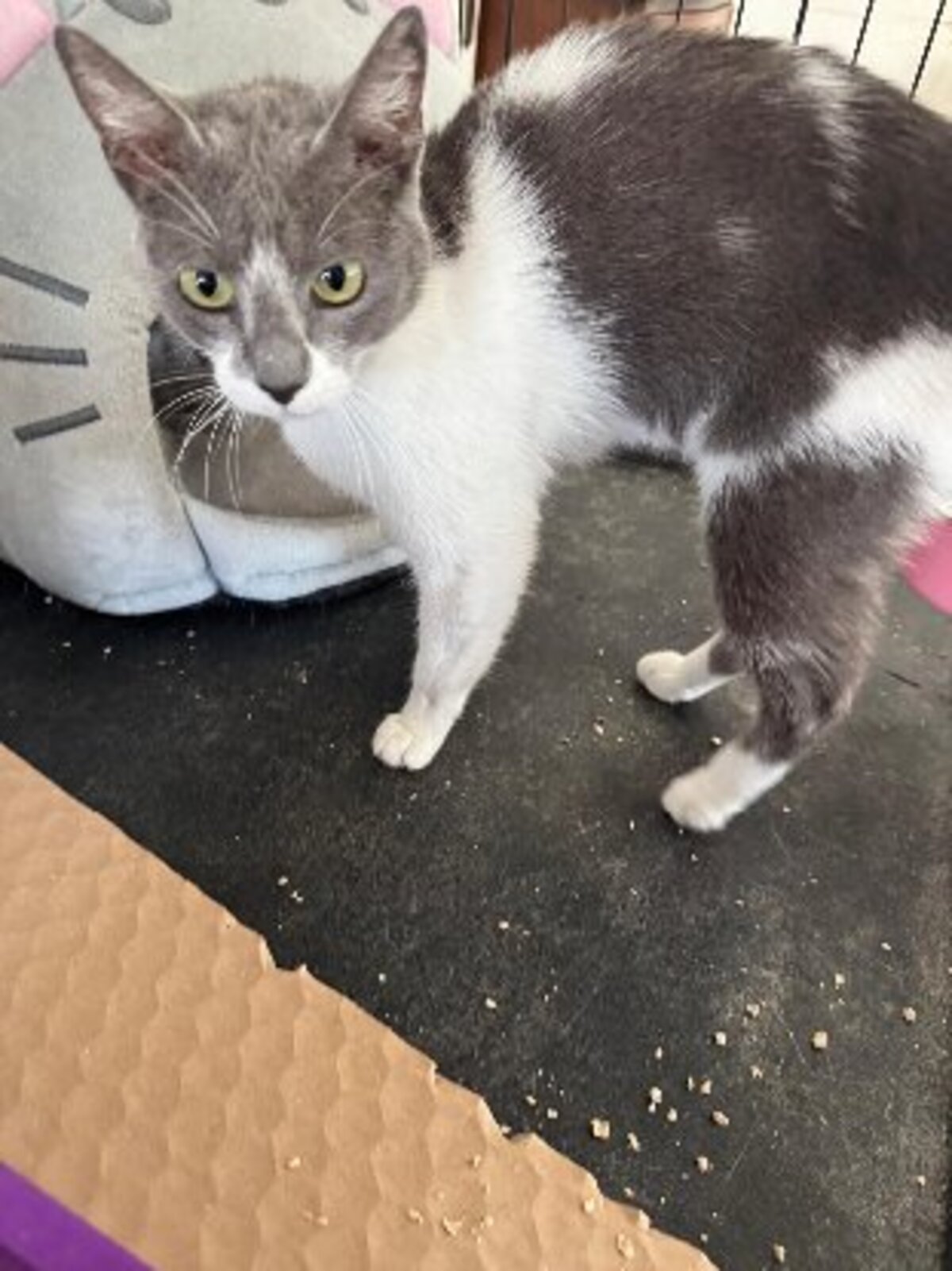 Adoption Elisa
