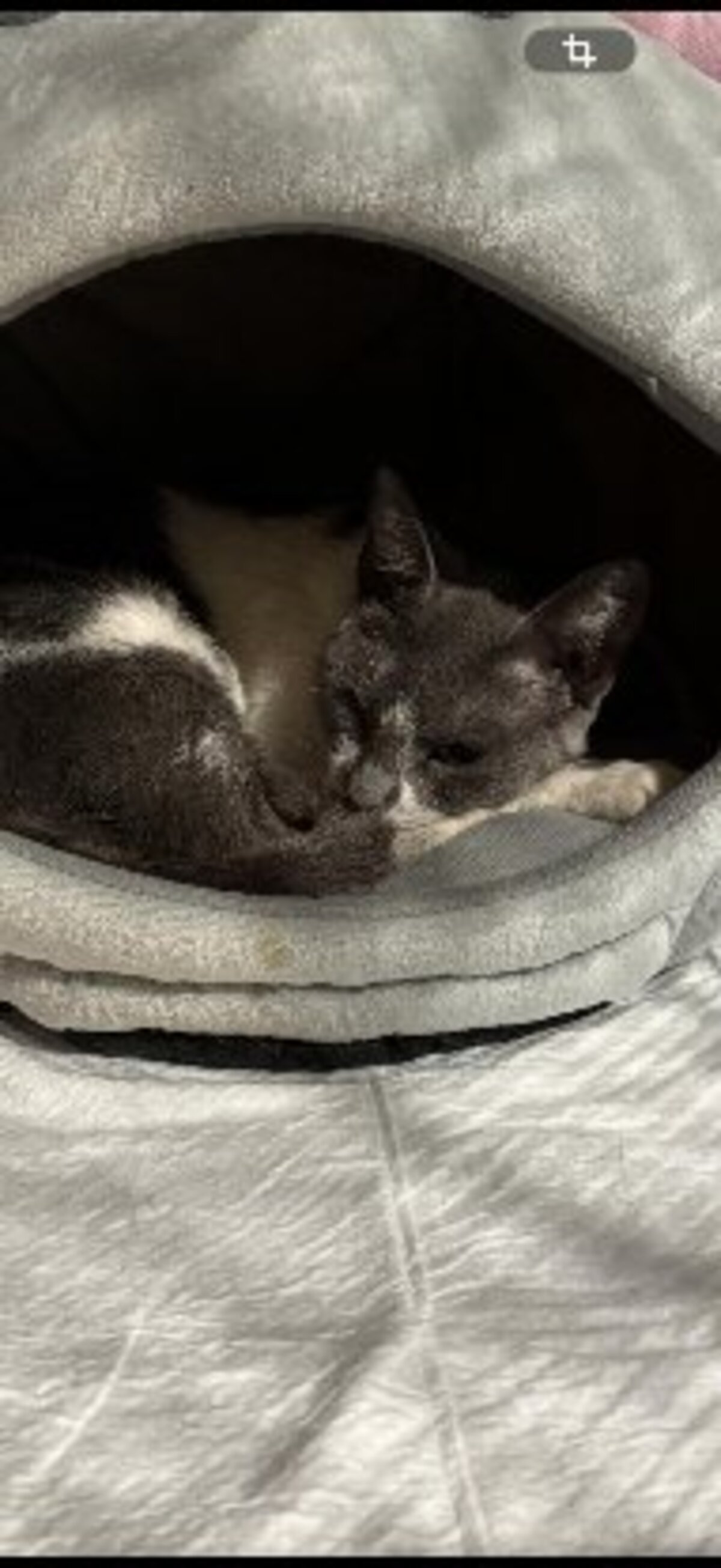 Adoption Elisa