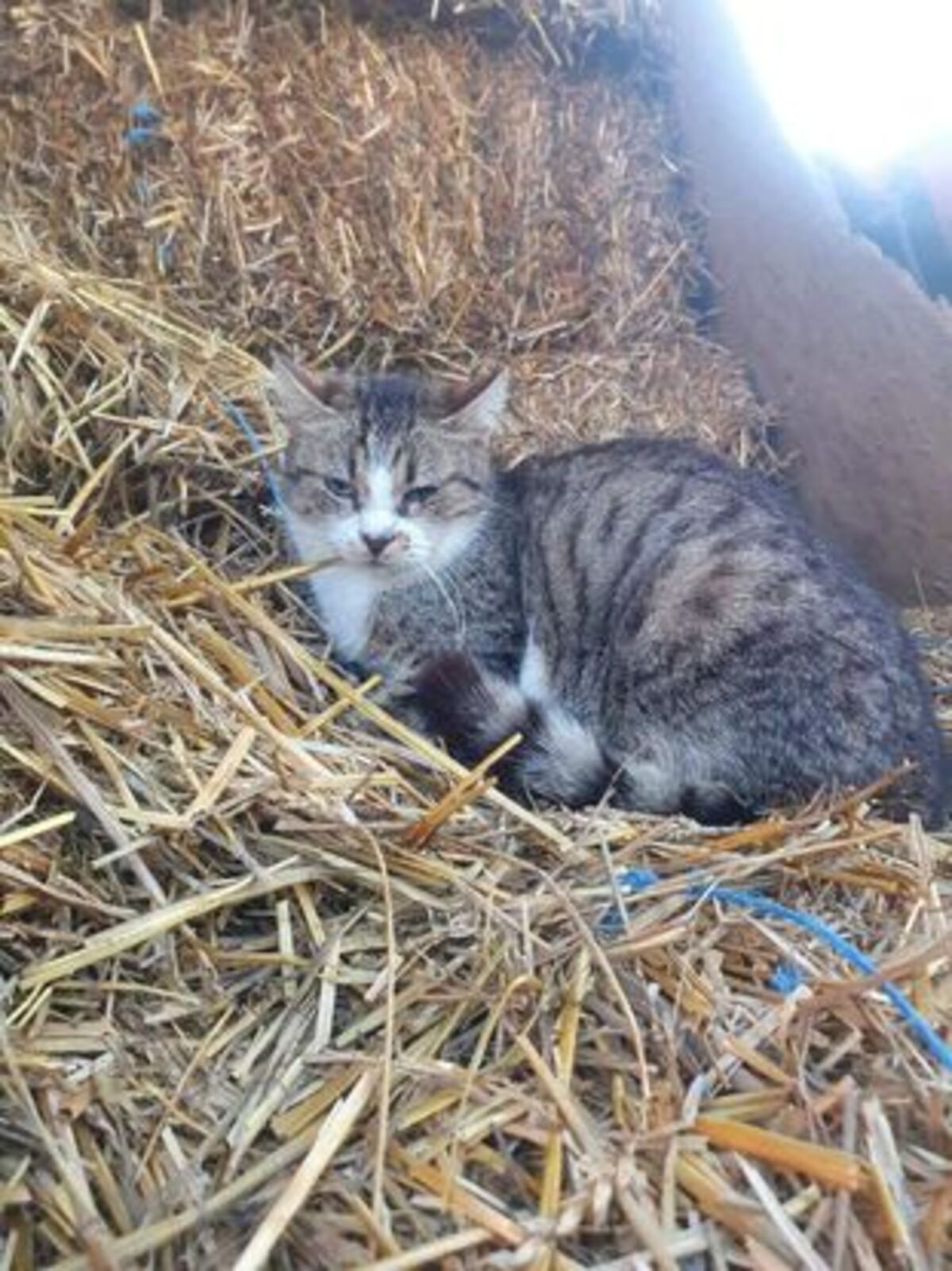 Adoption Elois