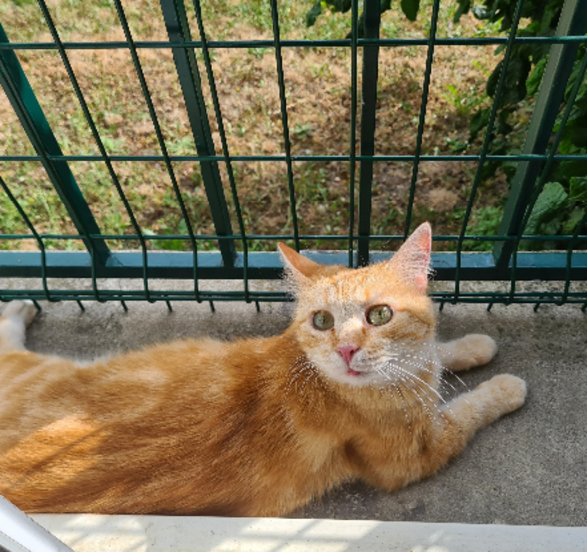Adoption éloïse