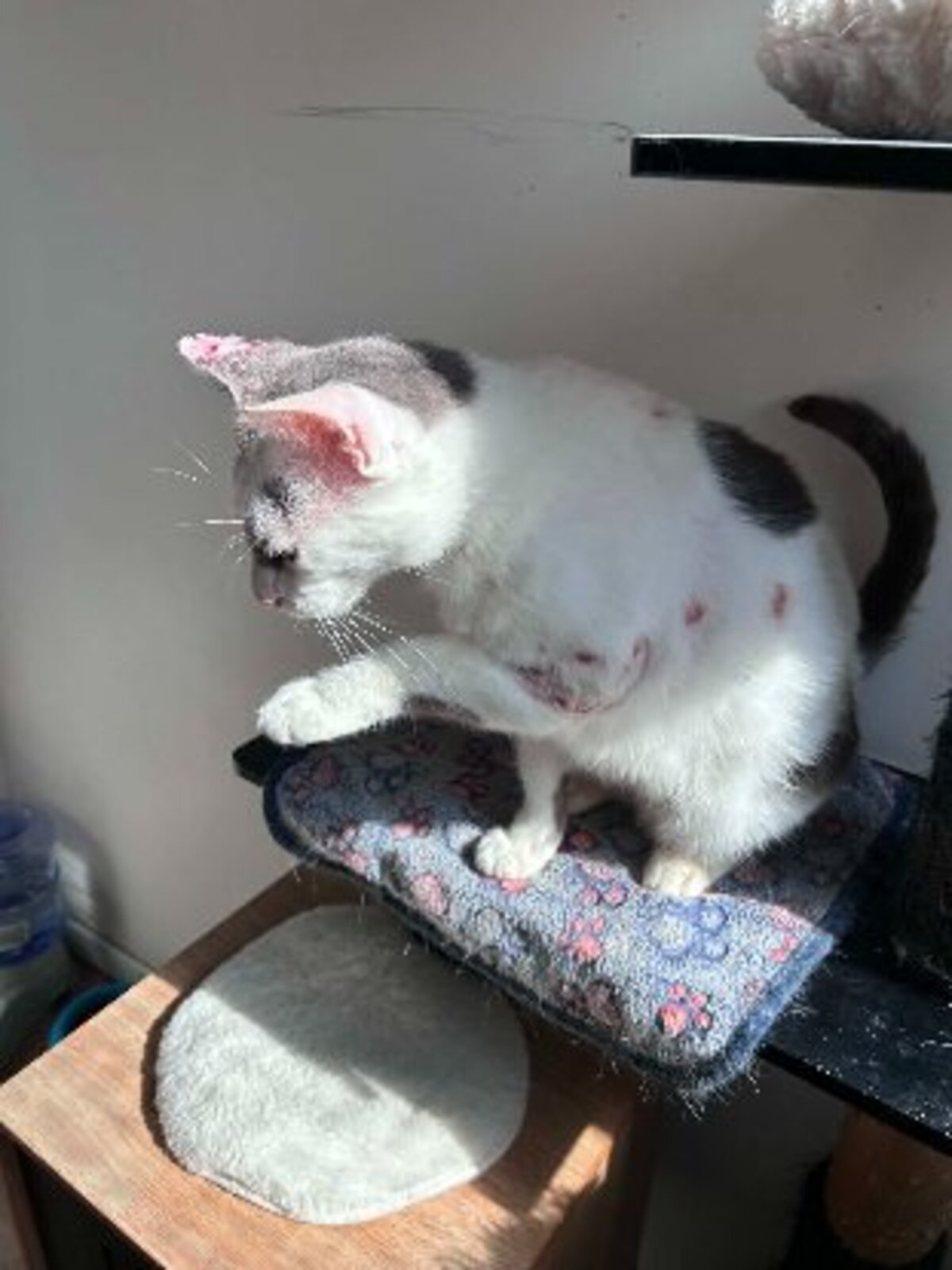 Adoption Emmy
