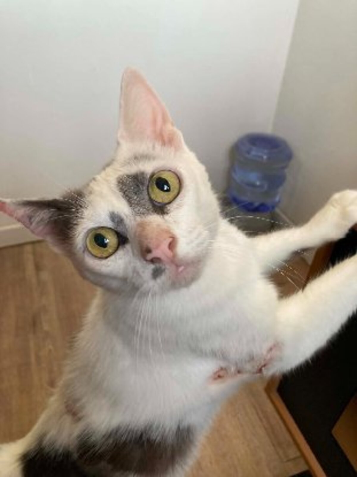 Adoption Emmy