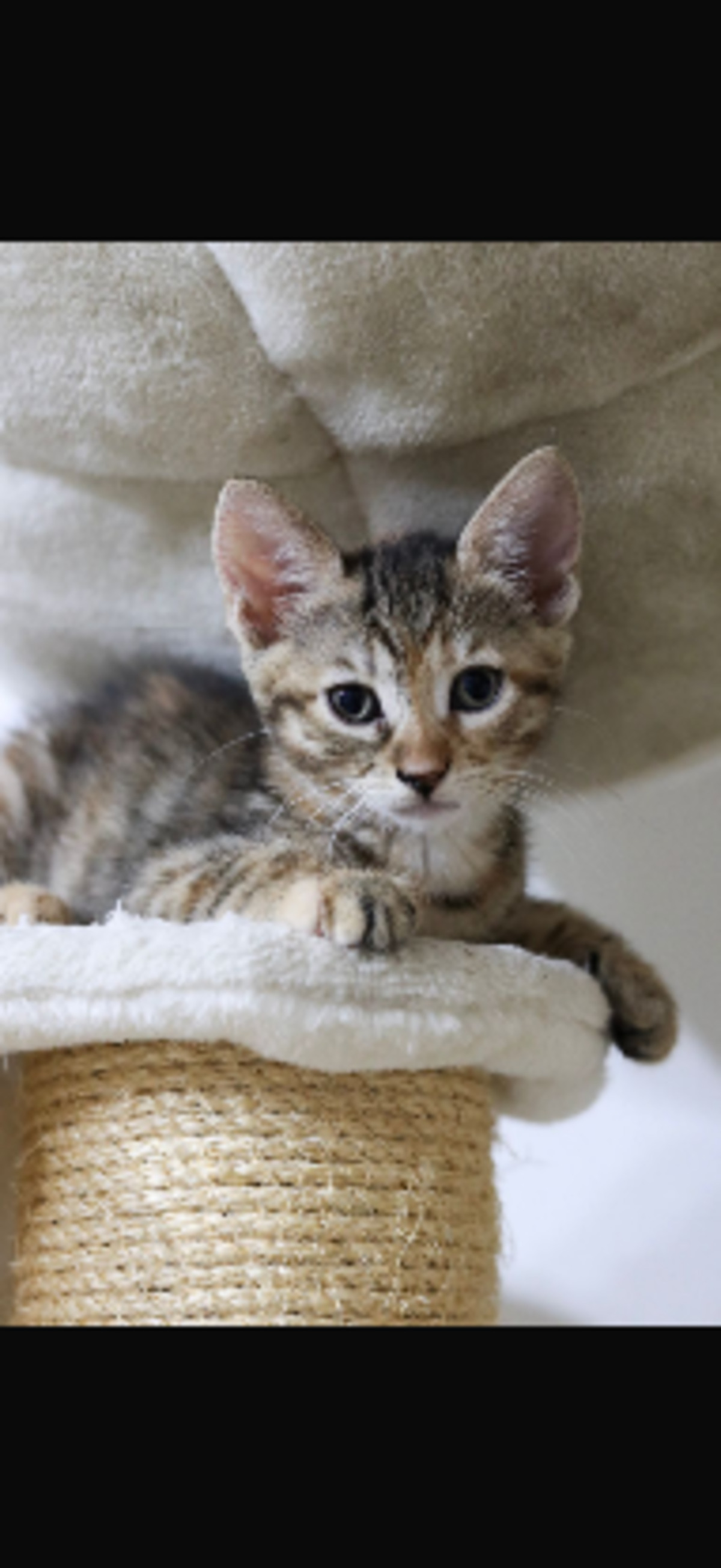 Adoption Enya