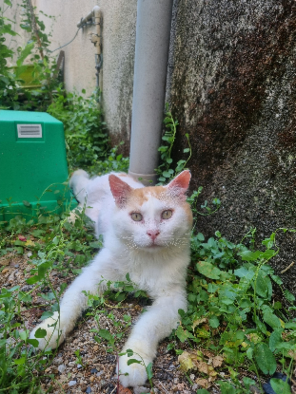 Adoption Eustache