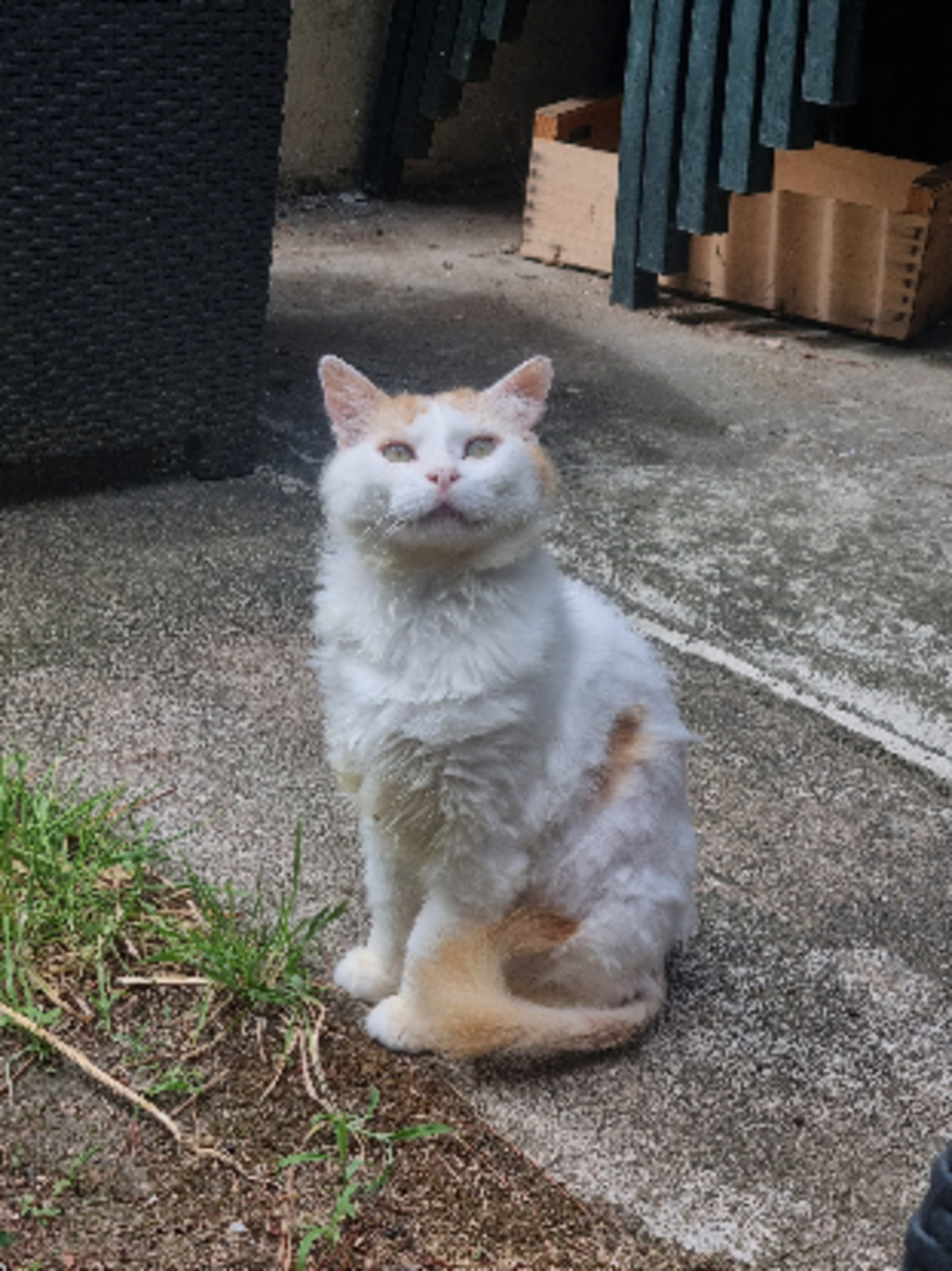 Adoption Eustache