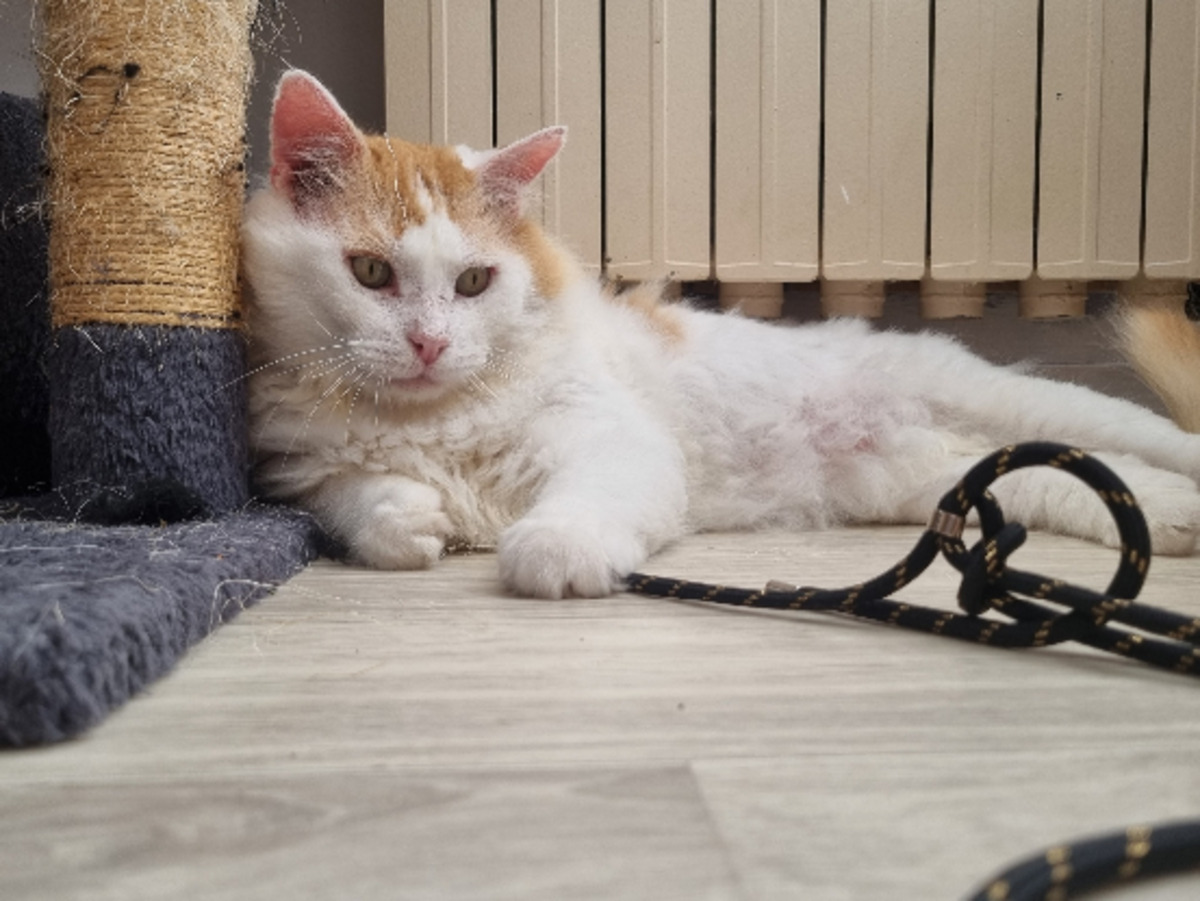 Adoption Eustache