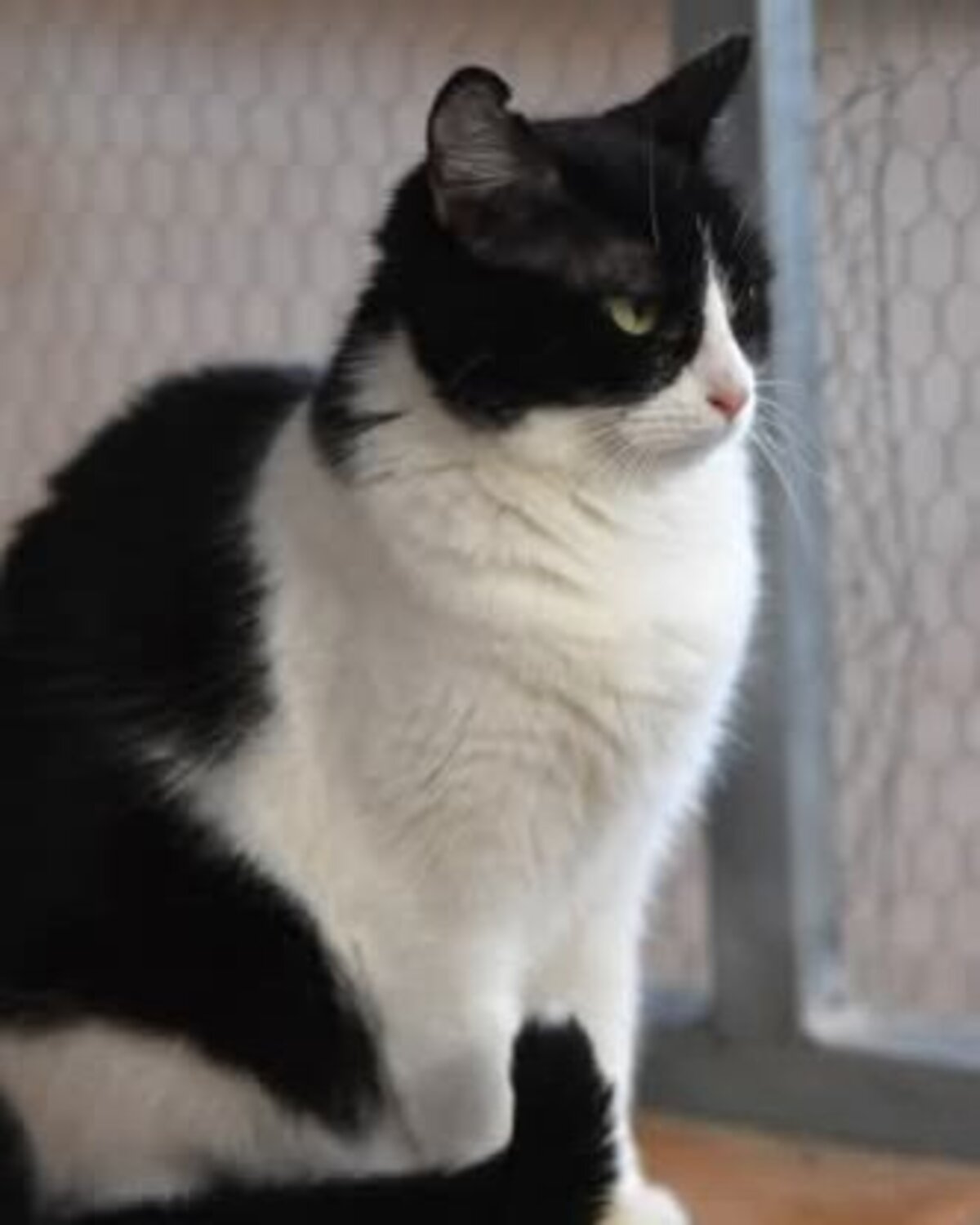 Adoption Fabi