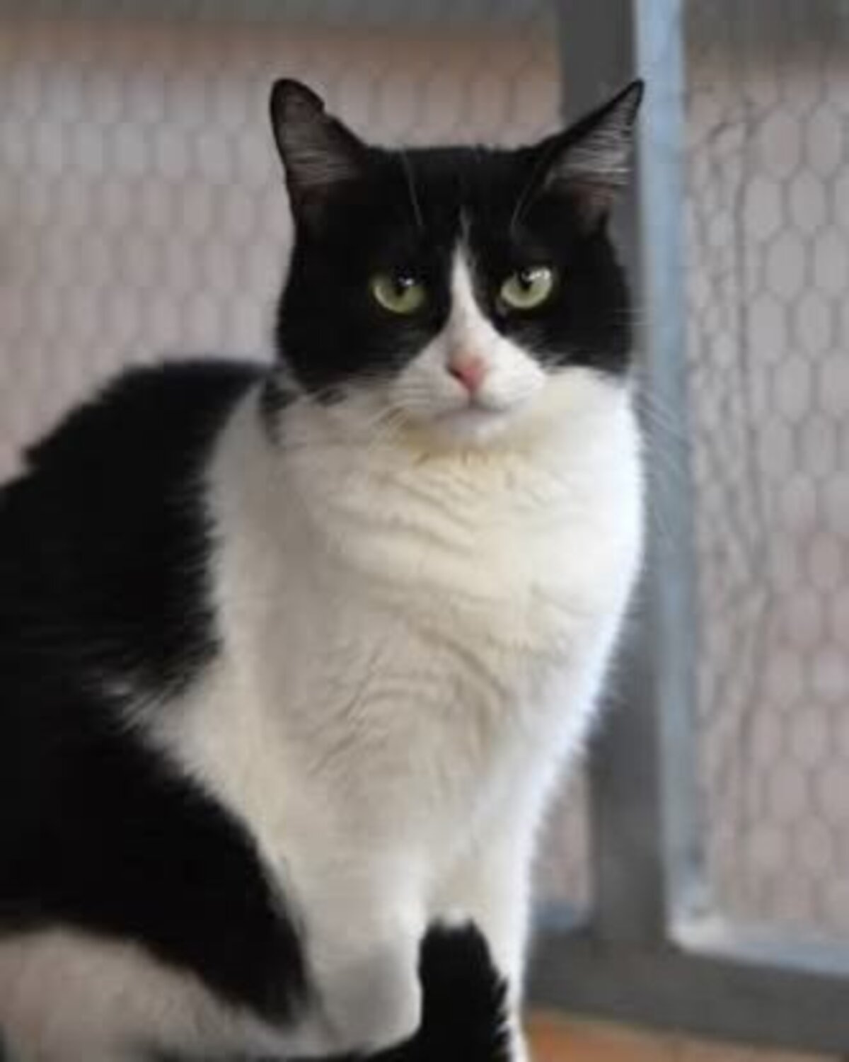 Adoption Fabi