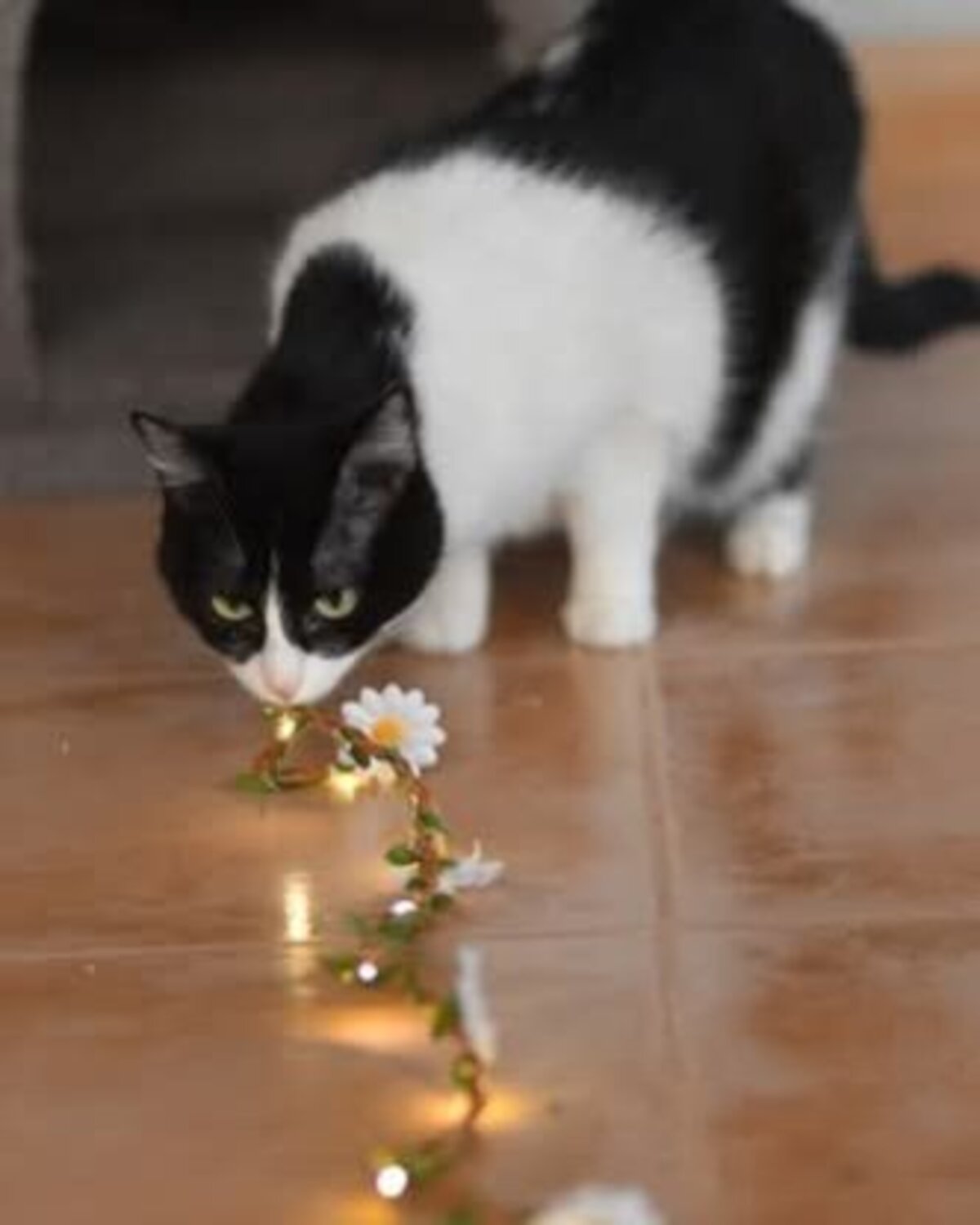 Adoption Fabi