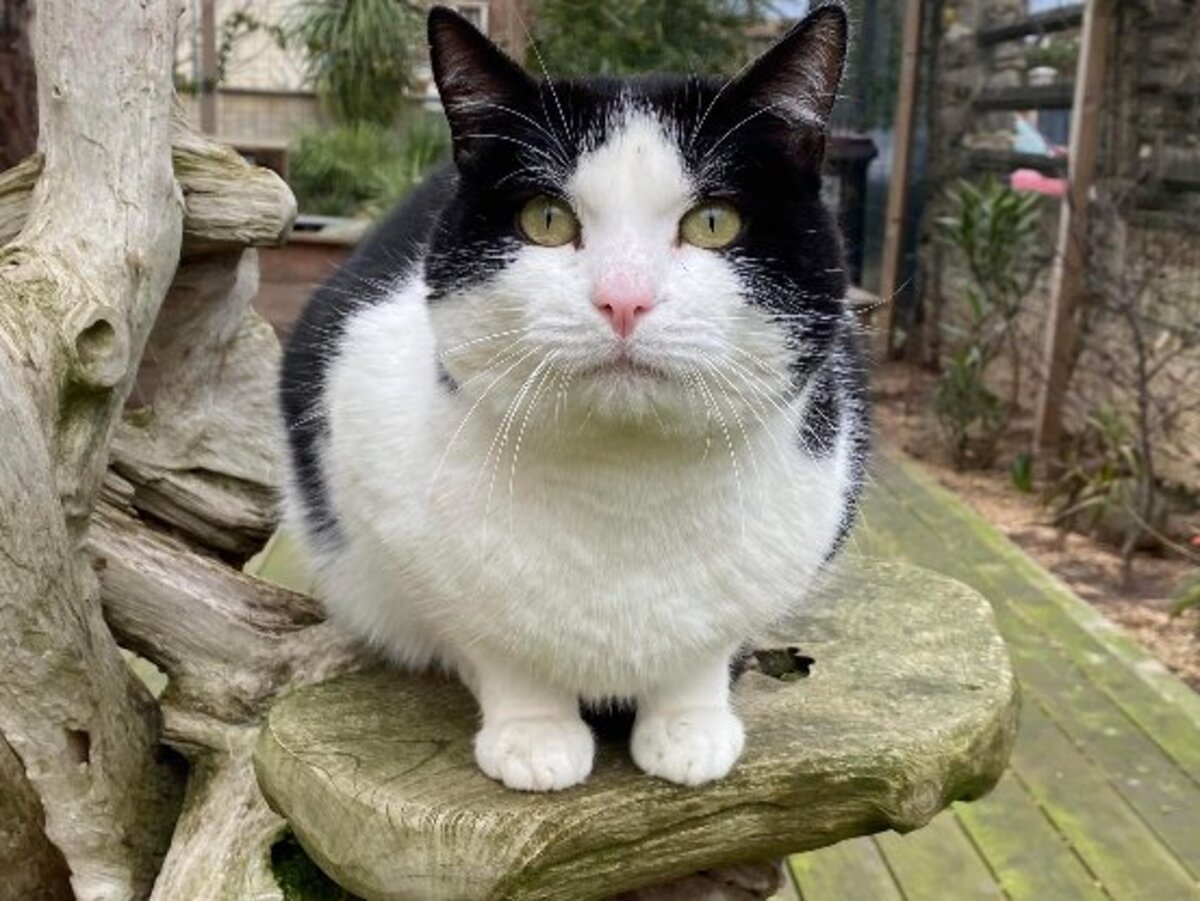 Adoption Faro