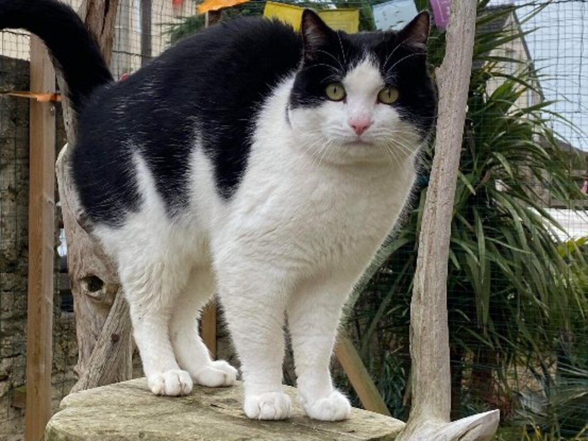Adoption Faro