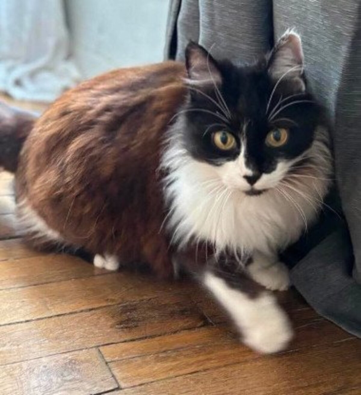 Adoption Félicita