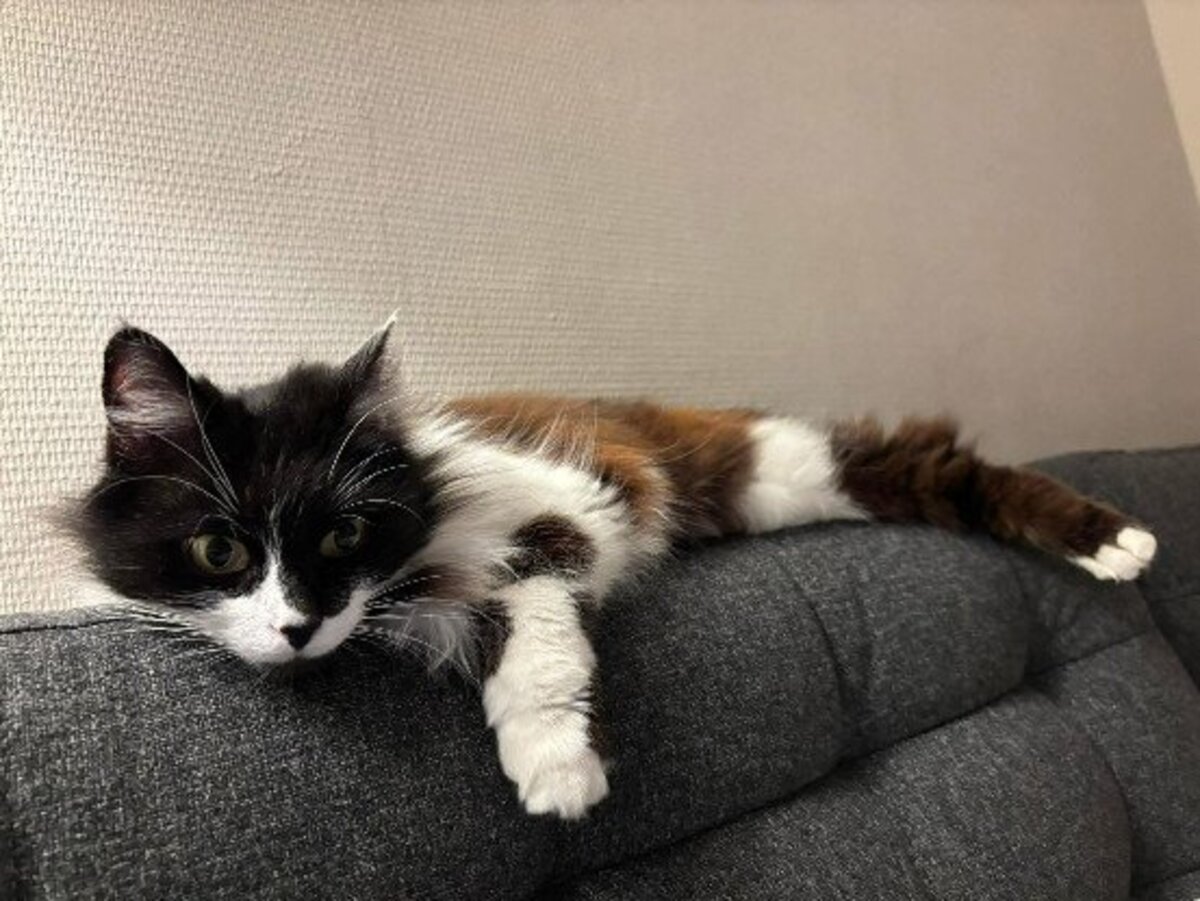 Adoption Félicita
