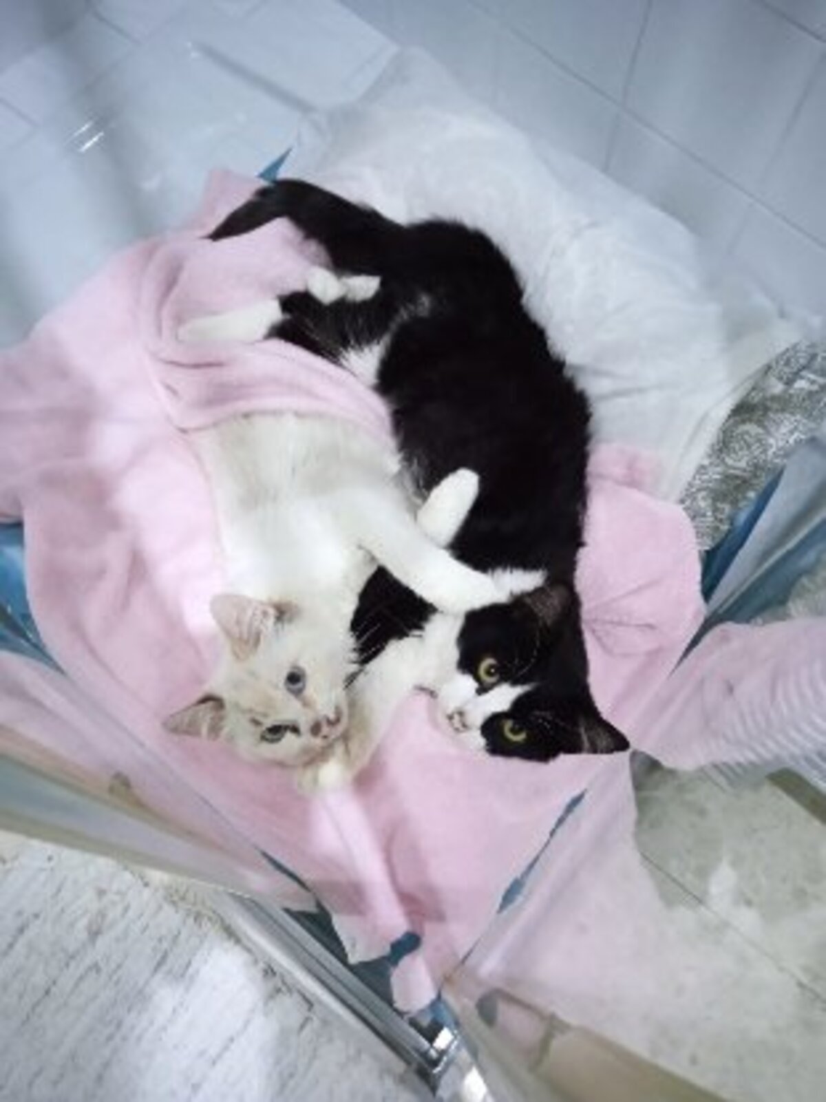 Adoption Felisa