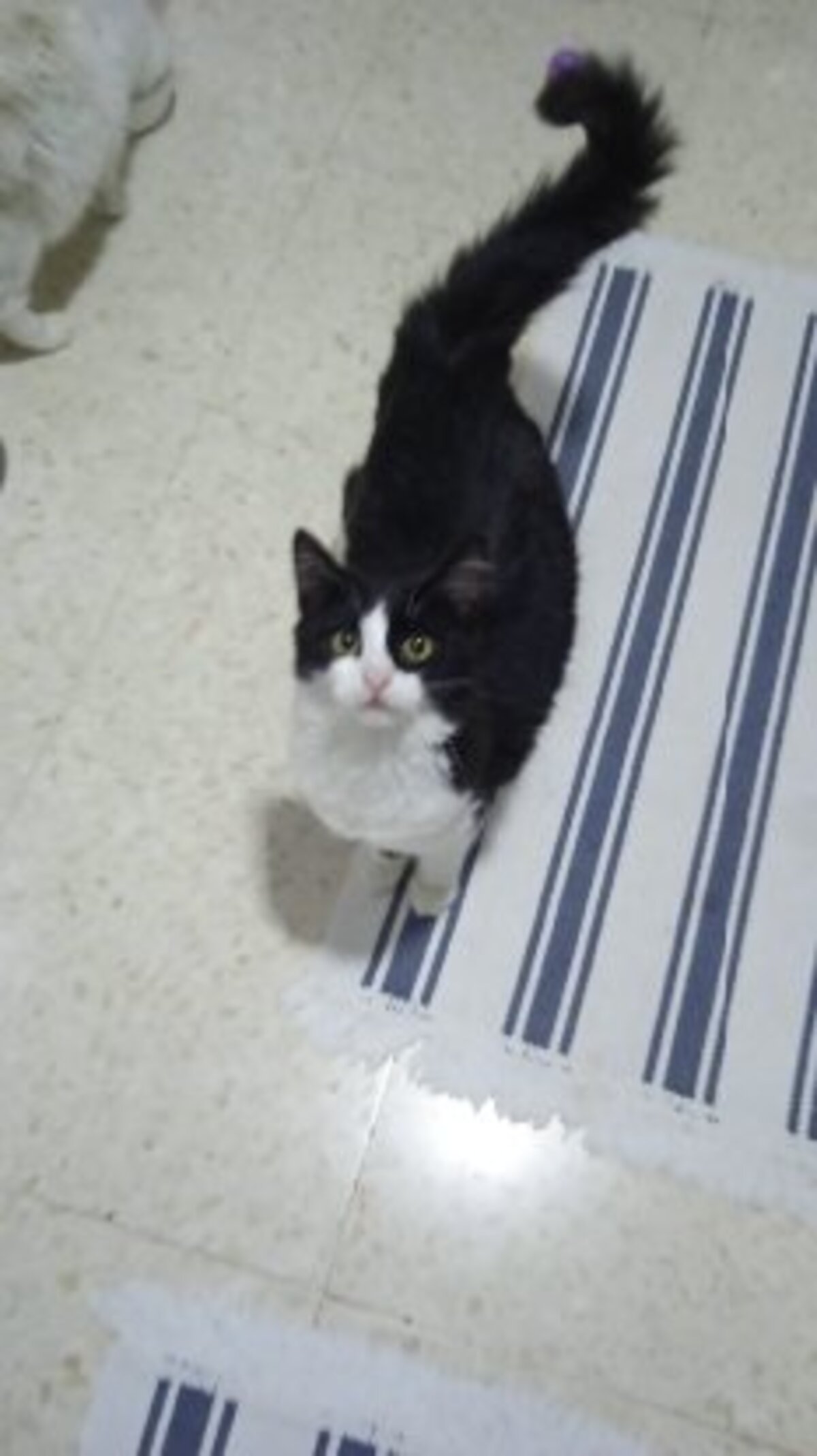 Adoption Felisa