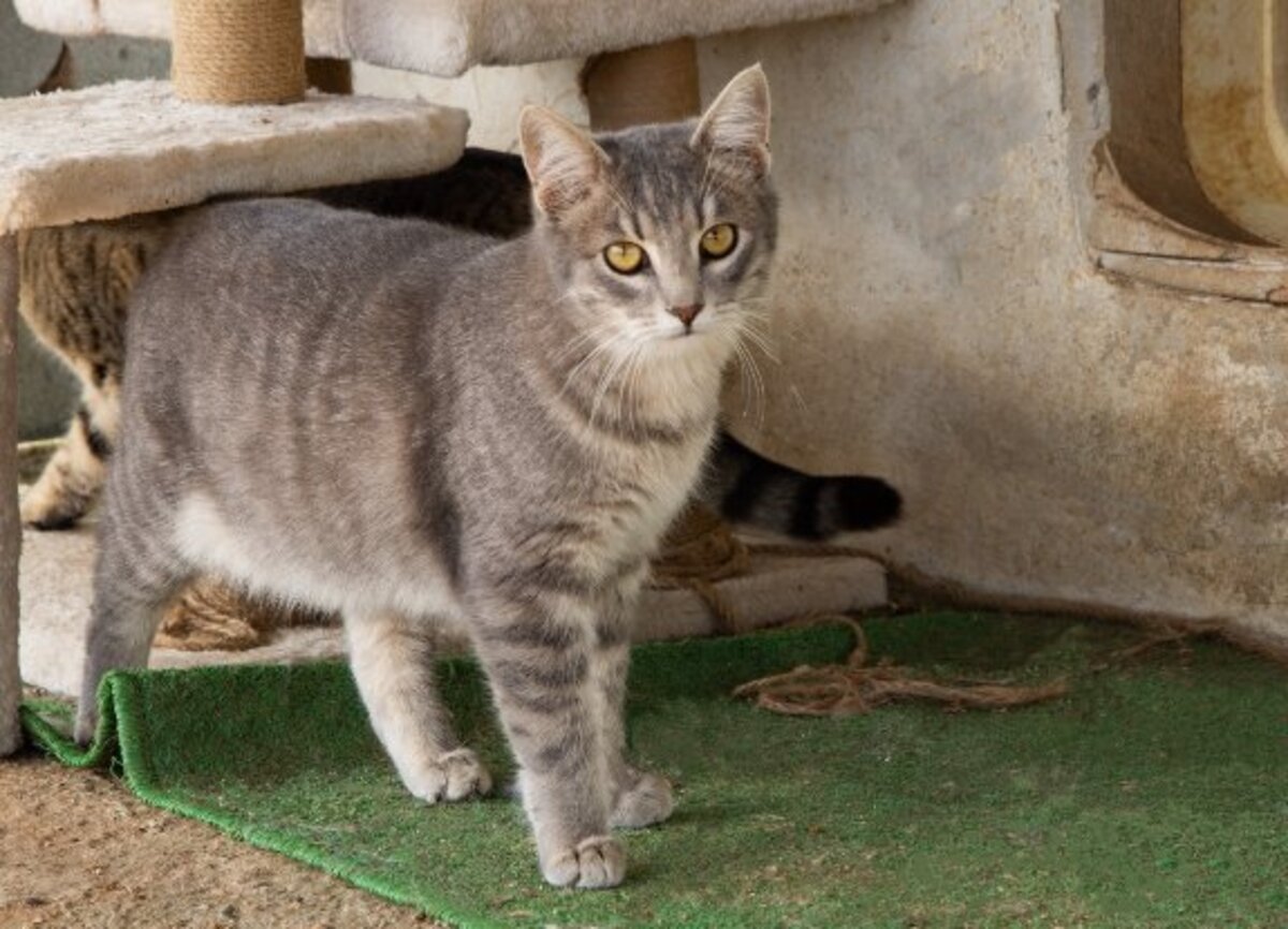 Adoption Fendi