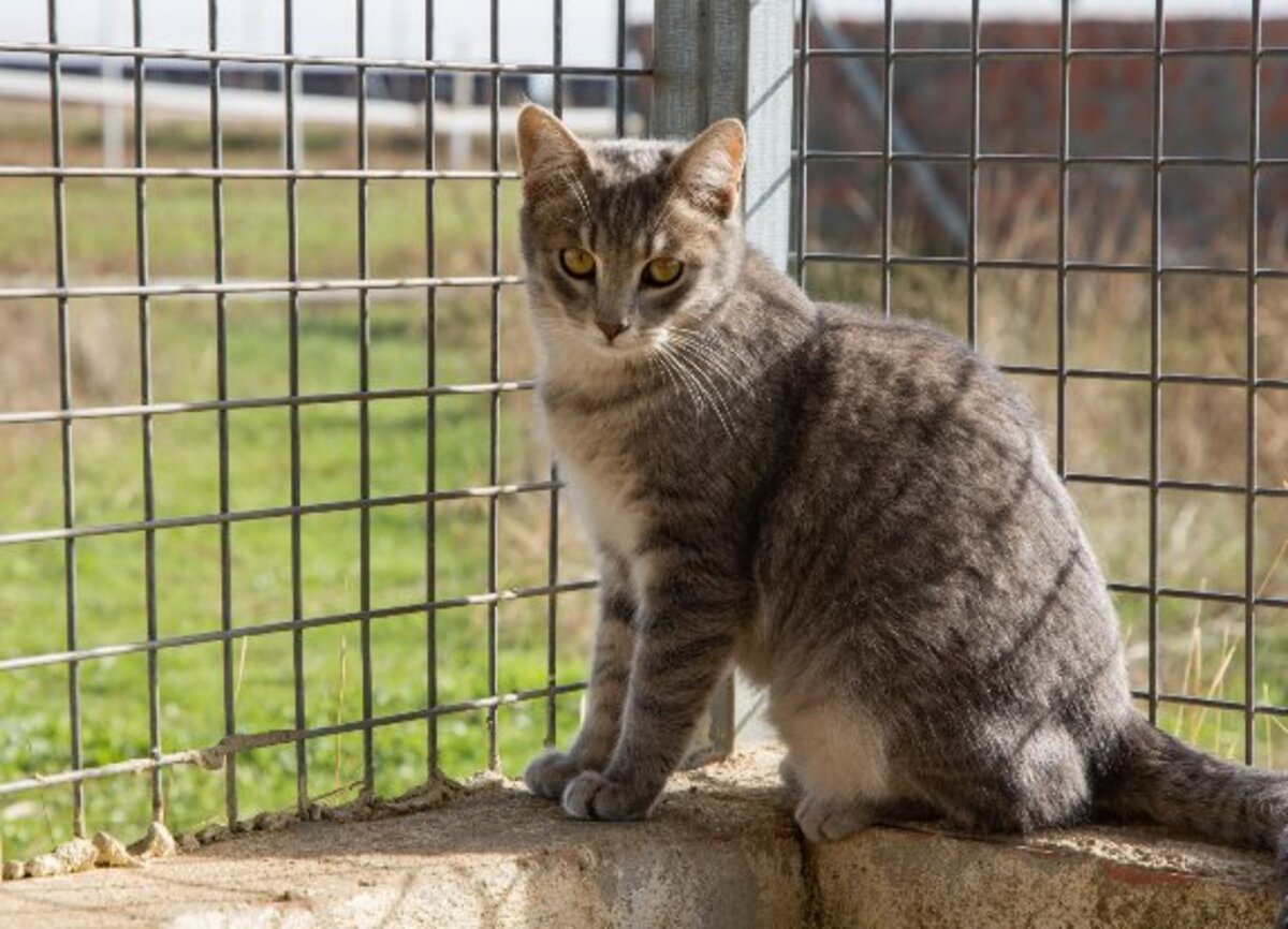 Adoption Fendi