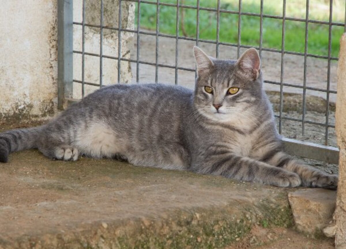 Adoption Fendi