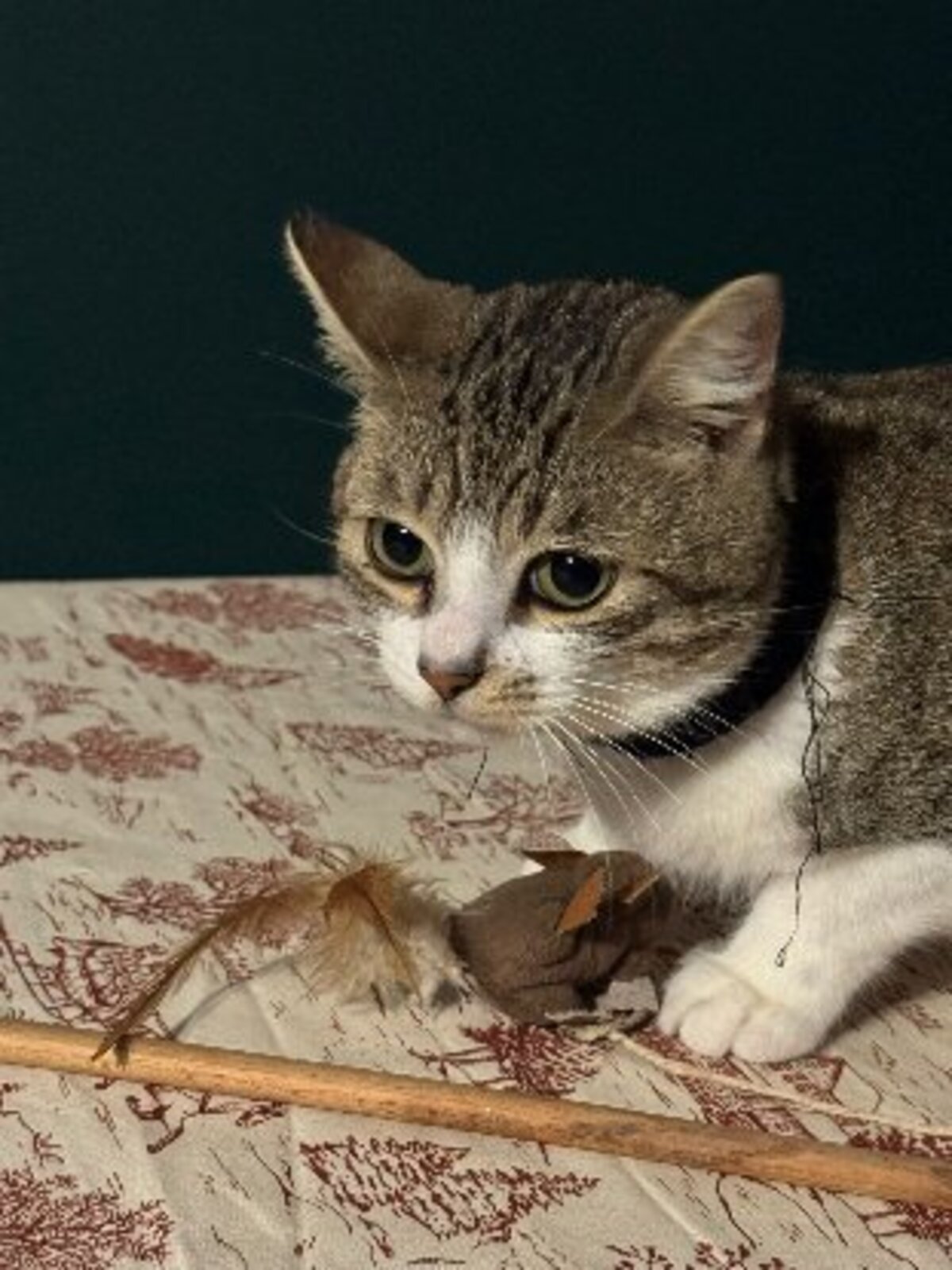 Adoption Feuilleté