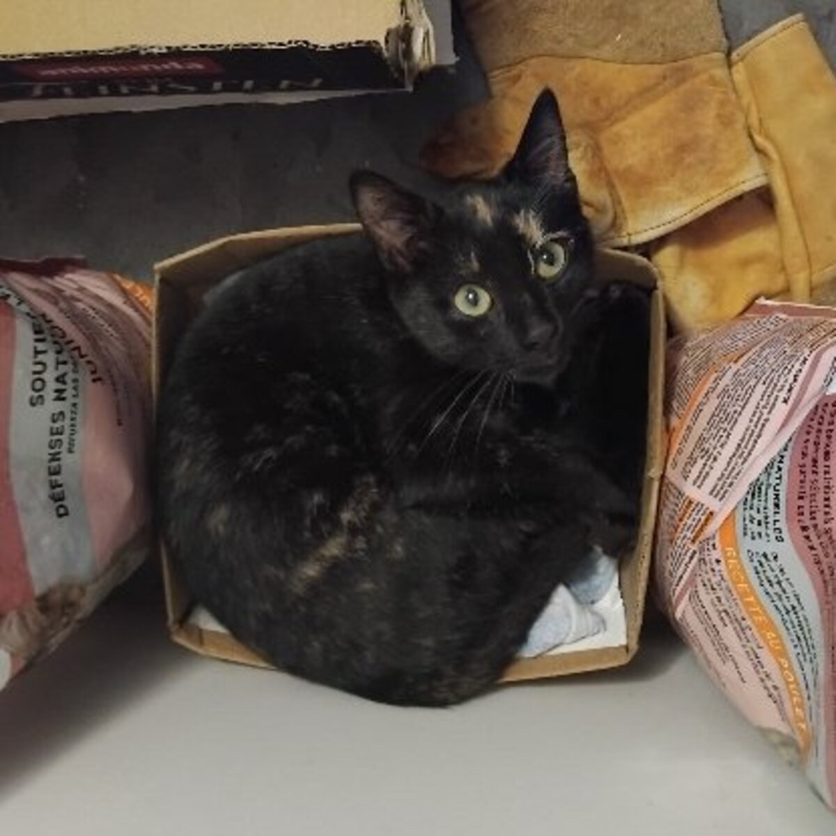 Adoption Figolu