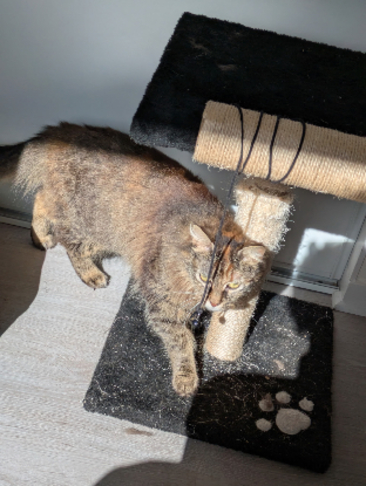 Adoption Fika