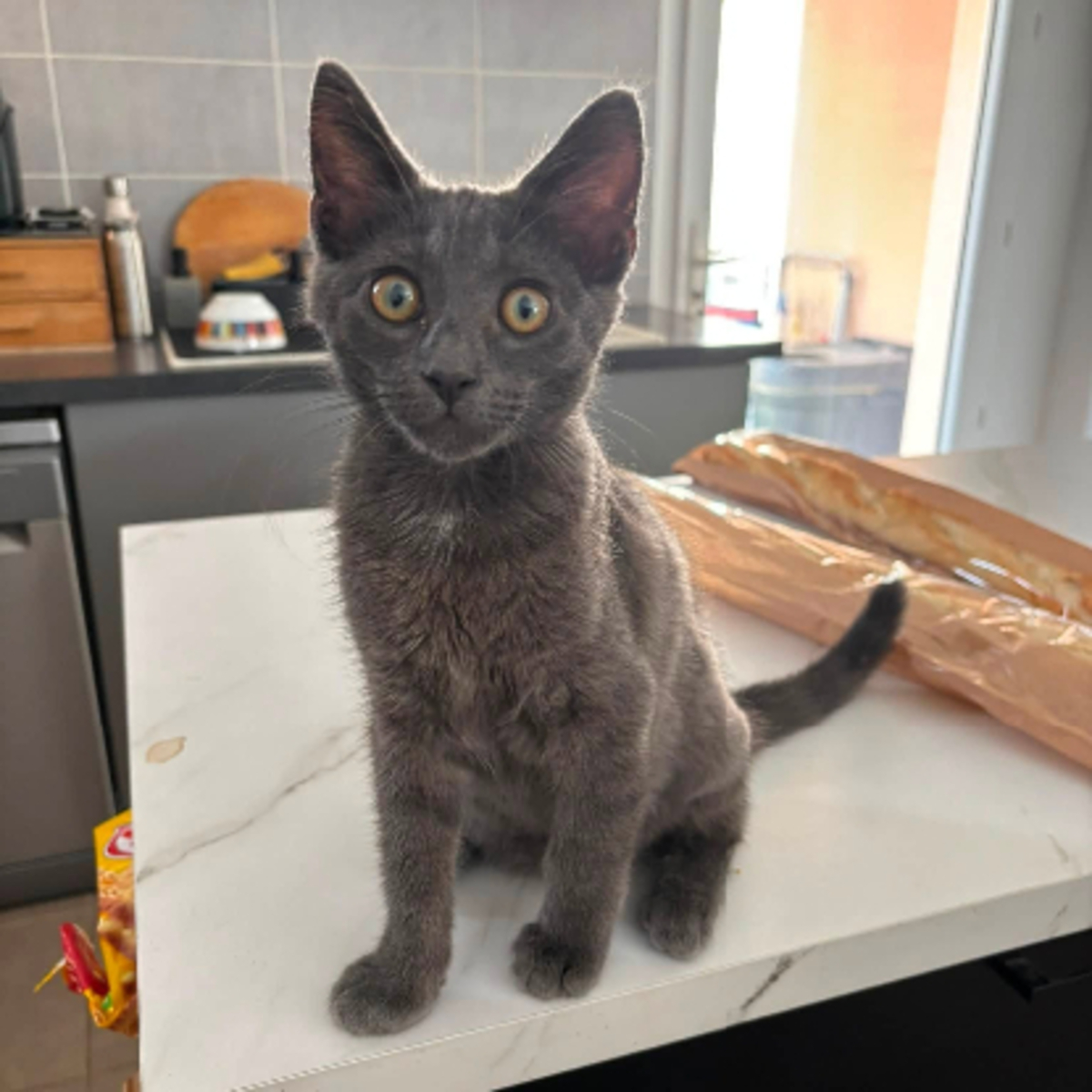 Adoption Fileo