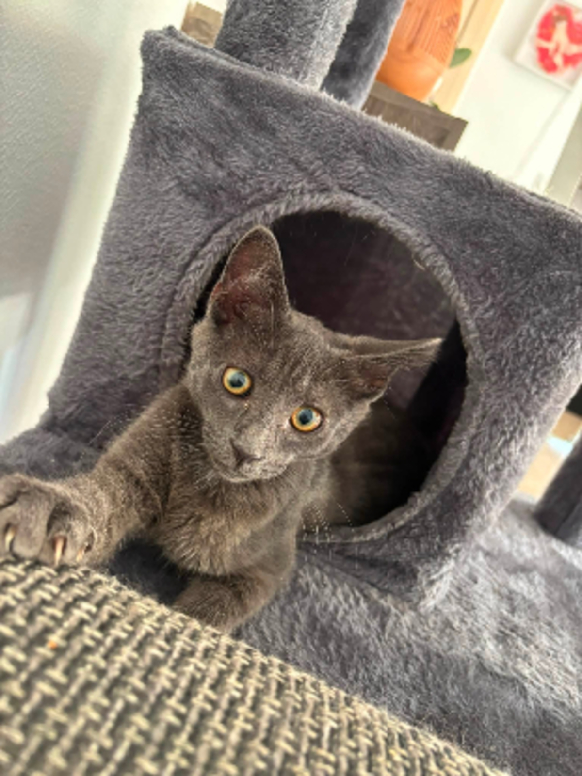 Adoption Fileo
