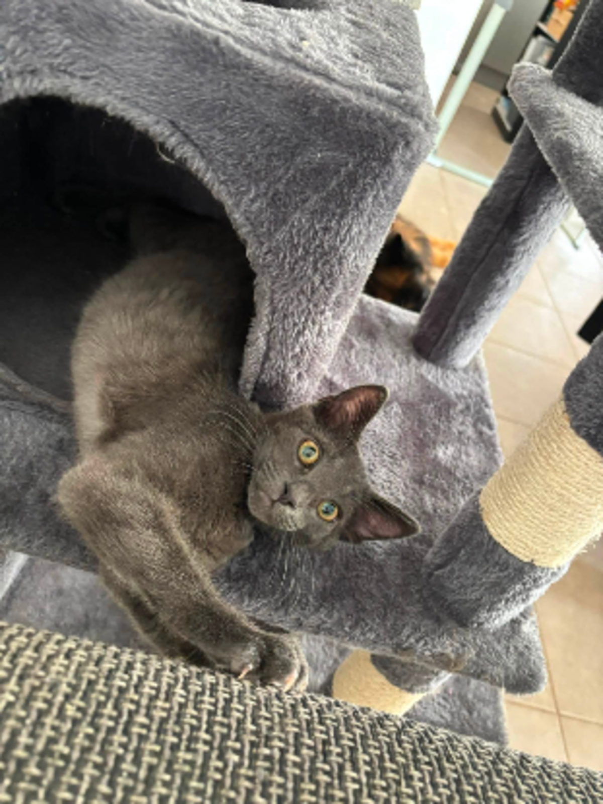Adoption Fileo