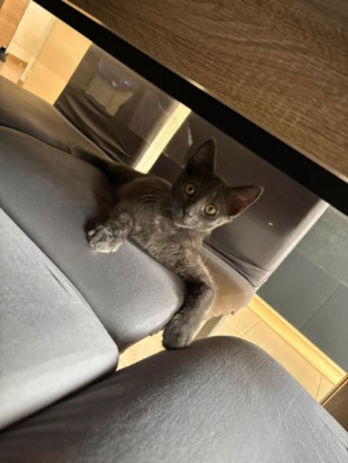 Adoption Fileo