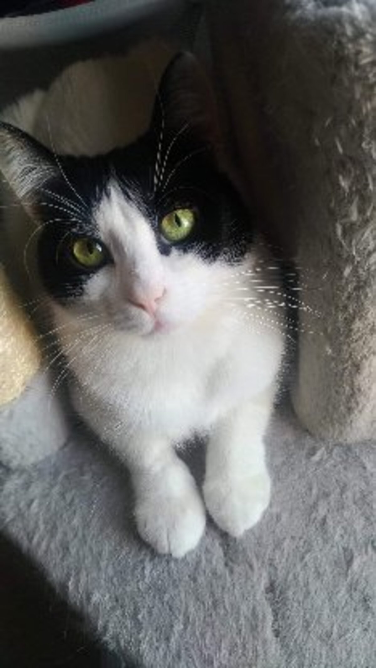 Adoption Filetto