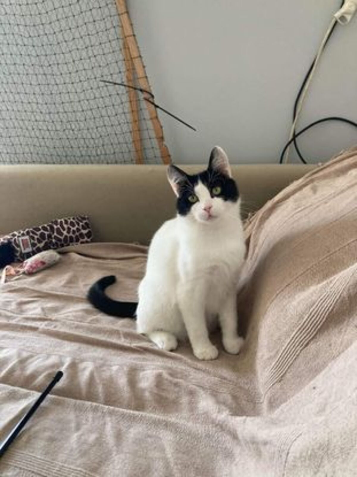 Adoption Filetto