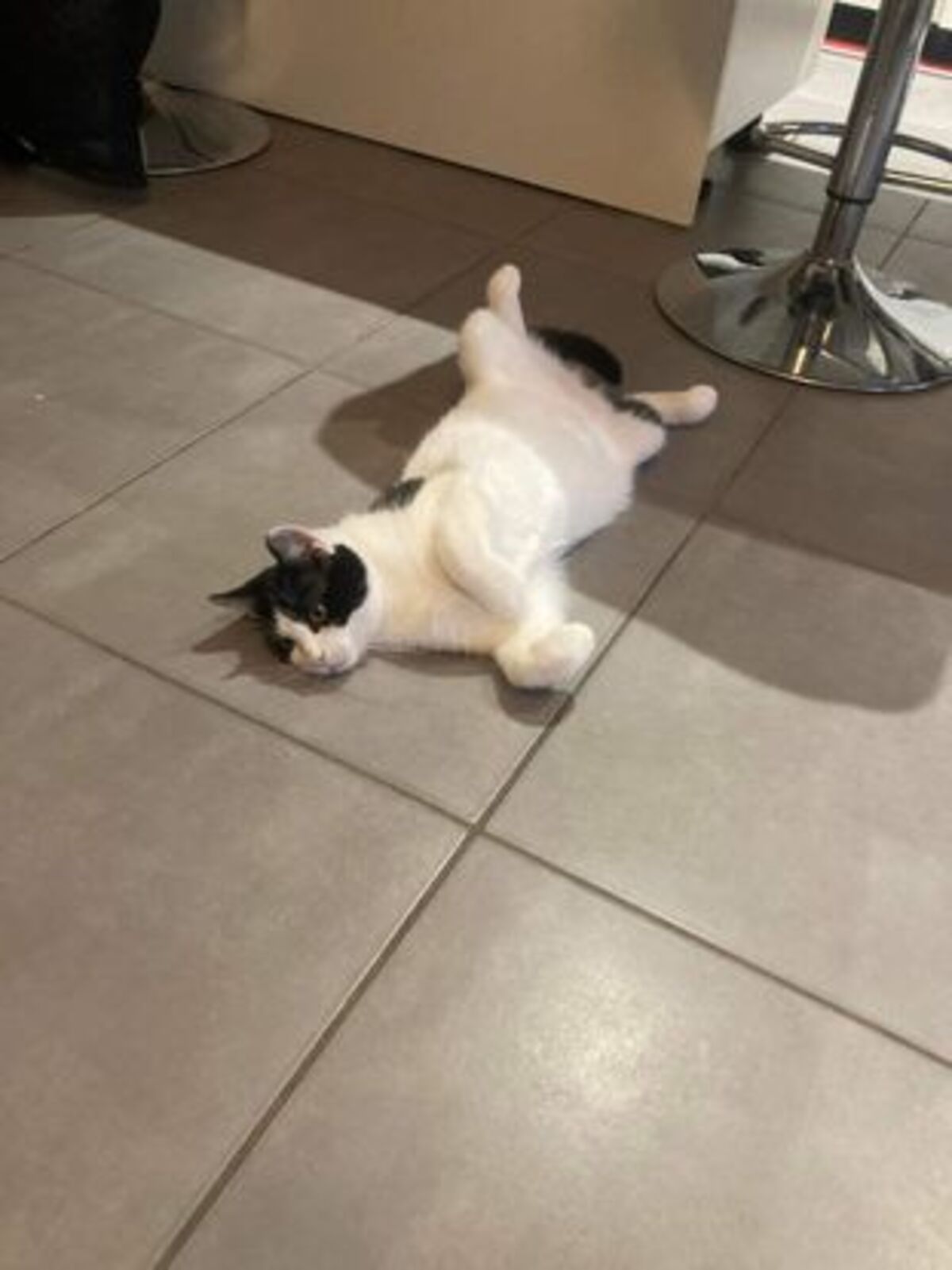 Adoption Filetto
