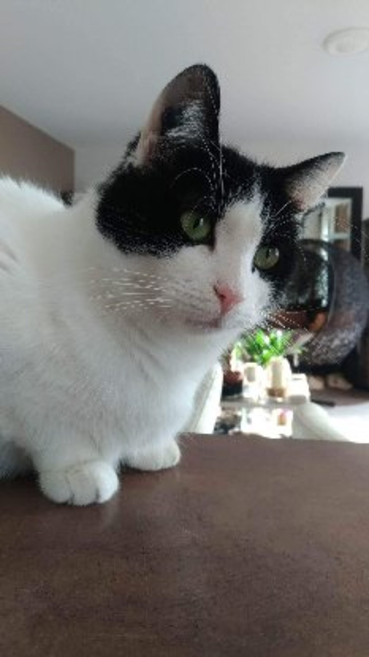 Adoption Filetto