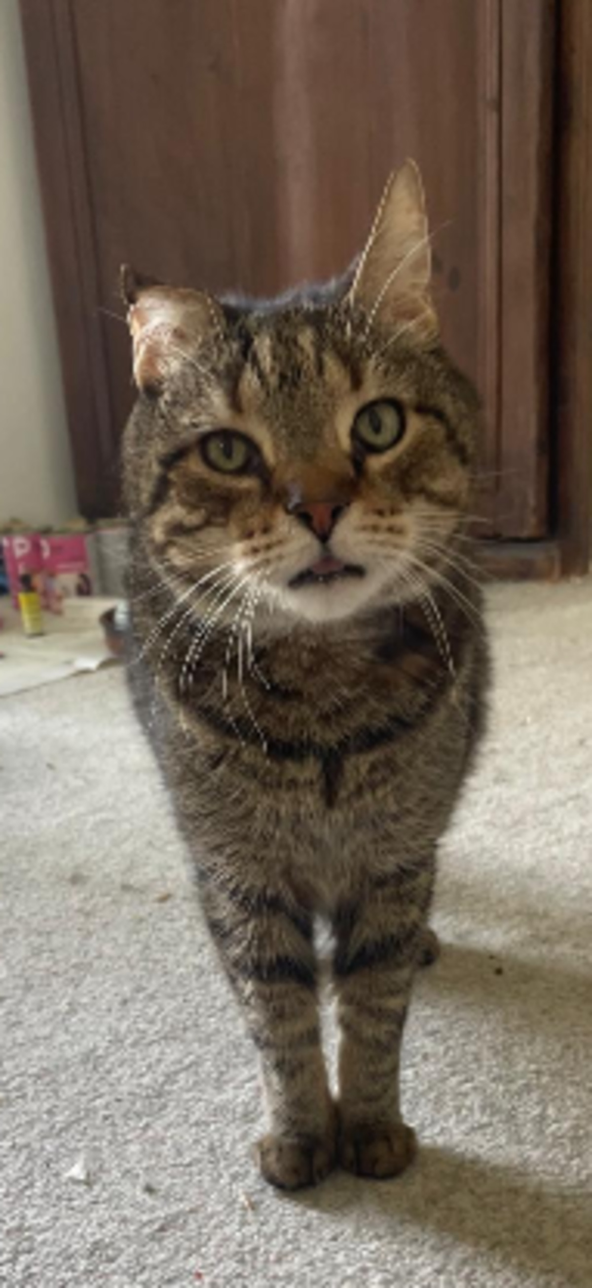 Adoption Filou