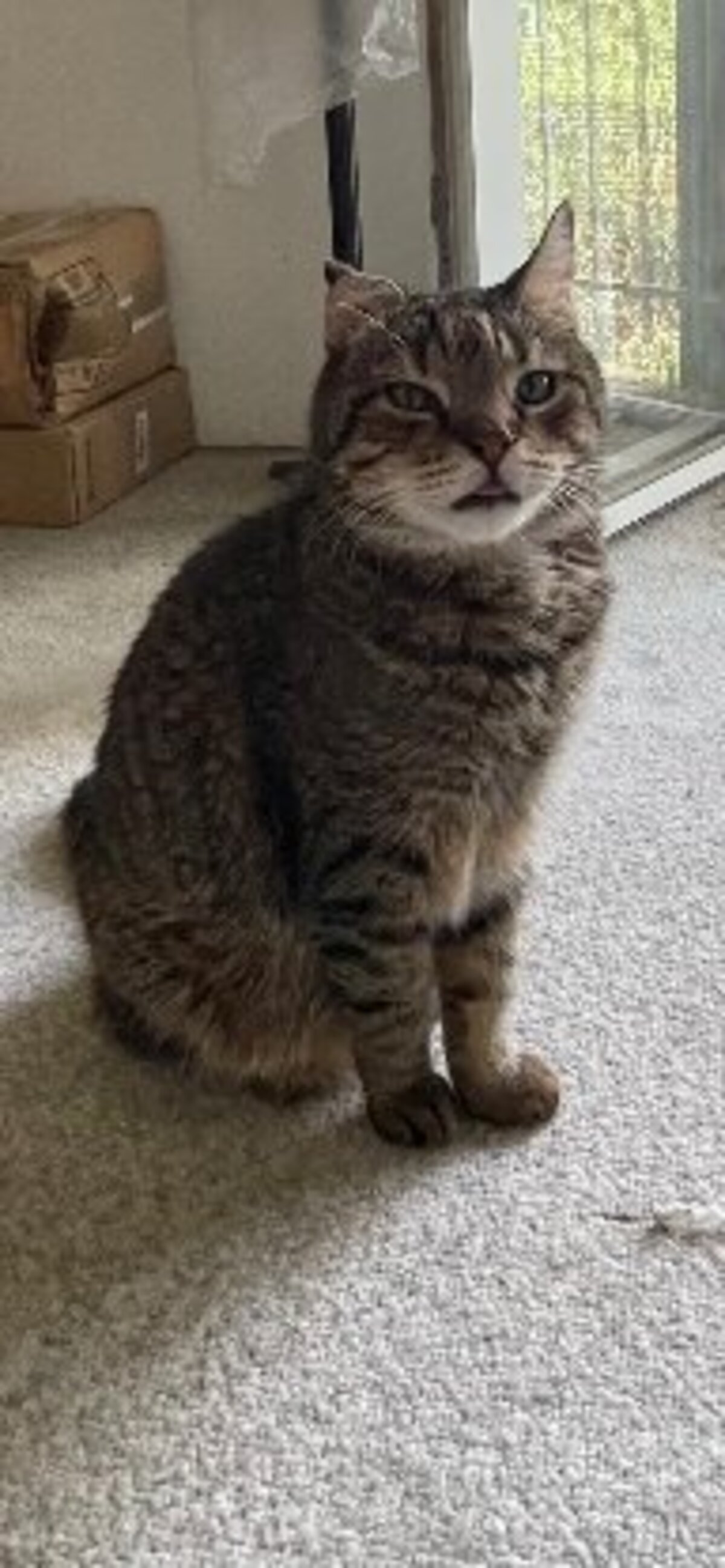 Adoption Filou