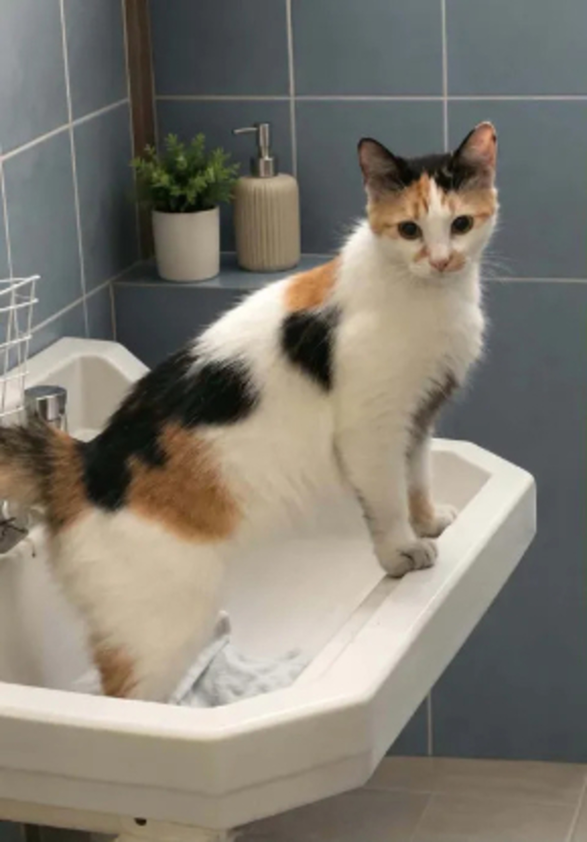Adoption Finette