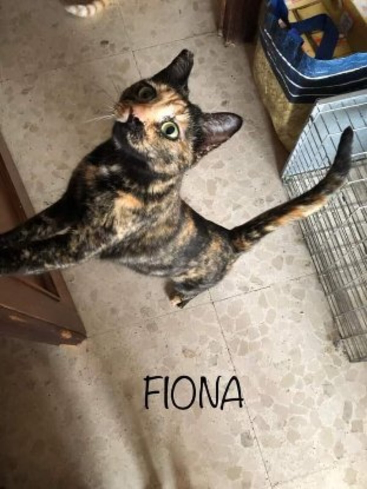Adoption Fiona