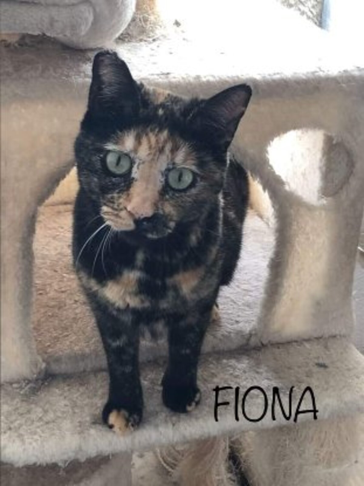 Adoption Fiona