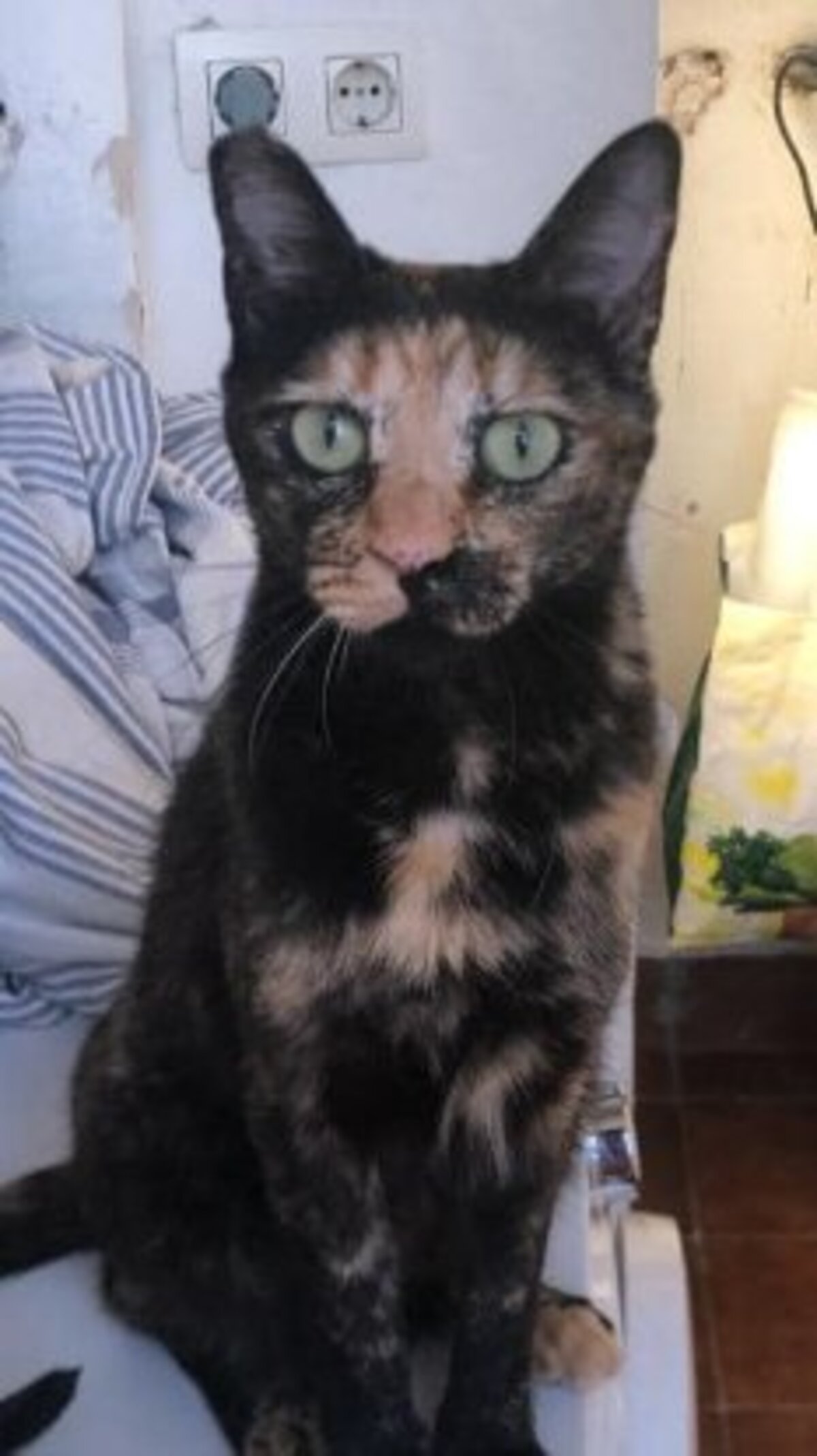Adoption Fiona
