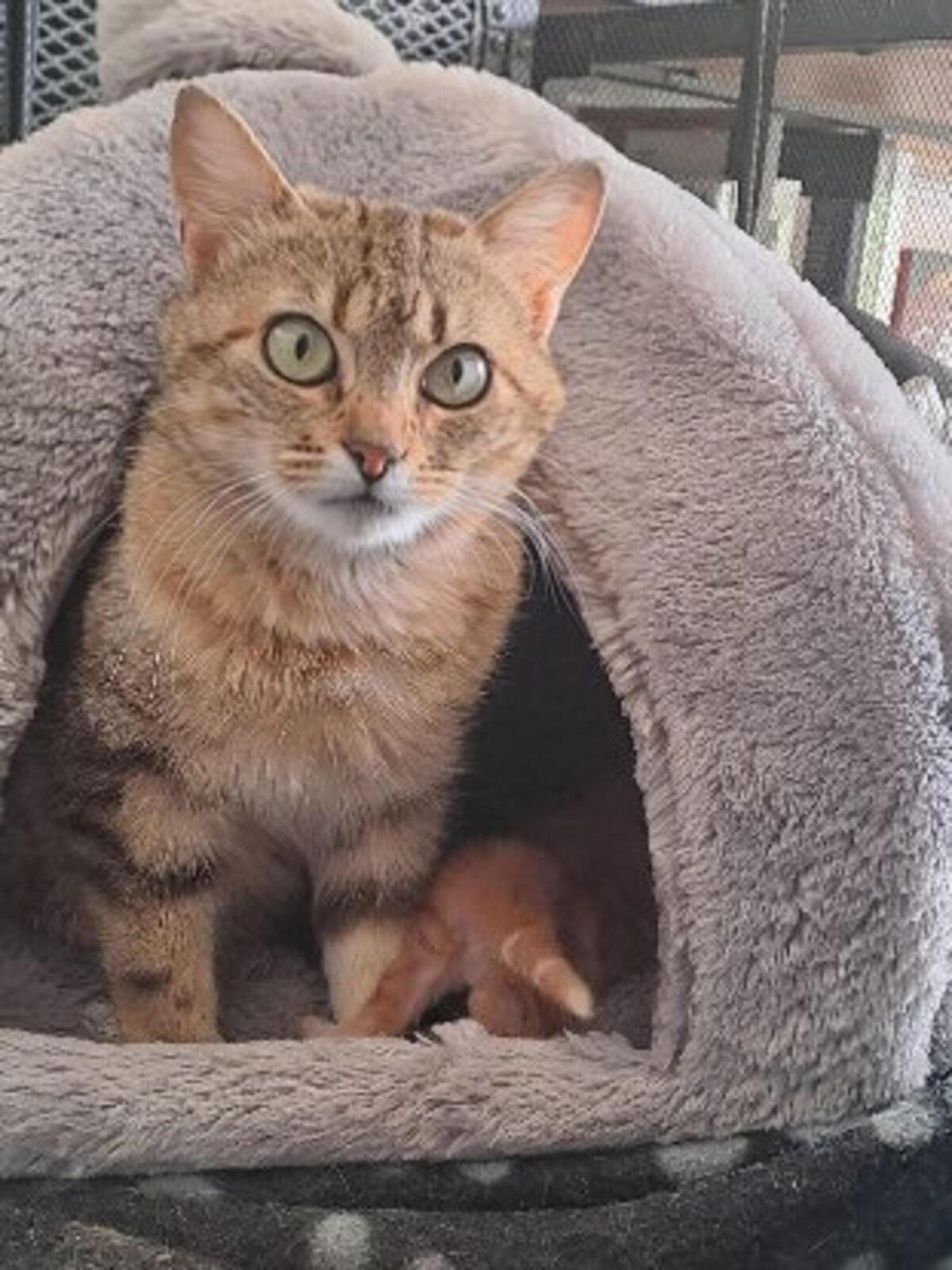 Adoption Fitness