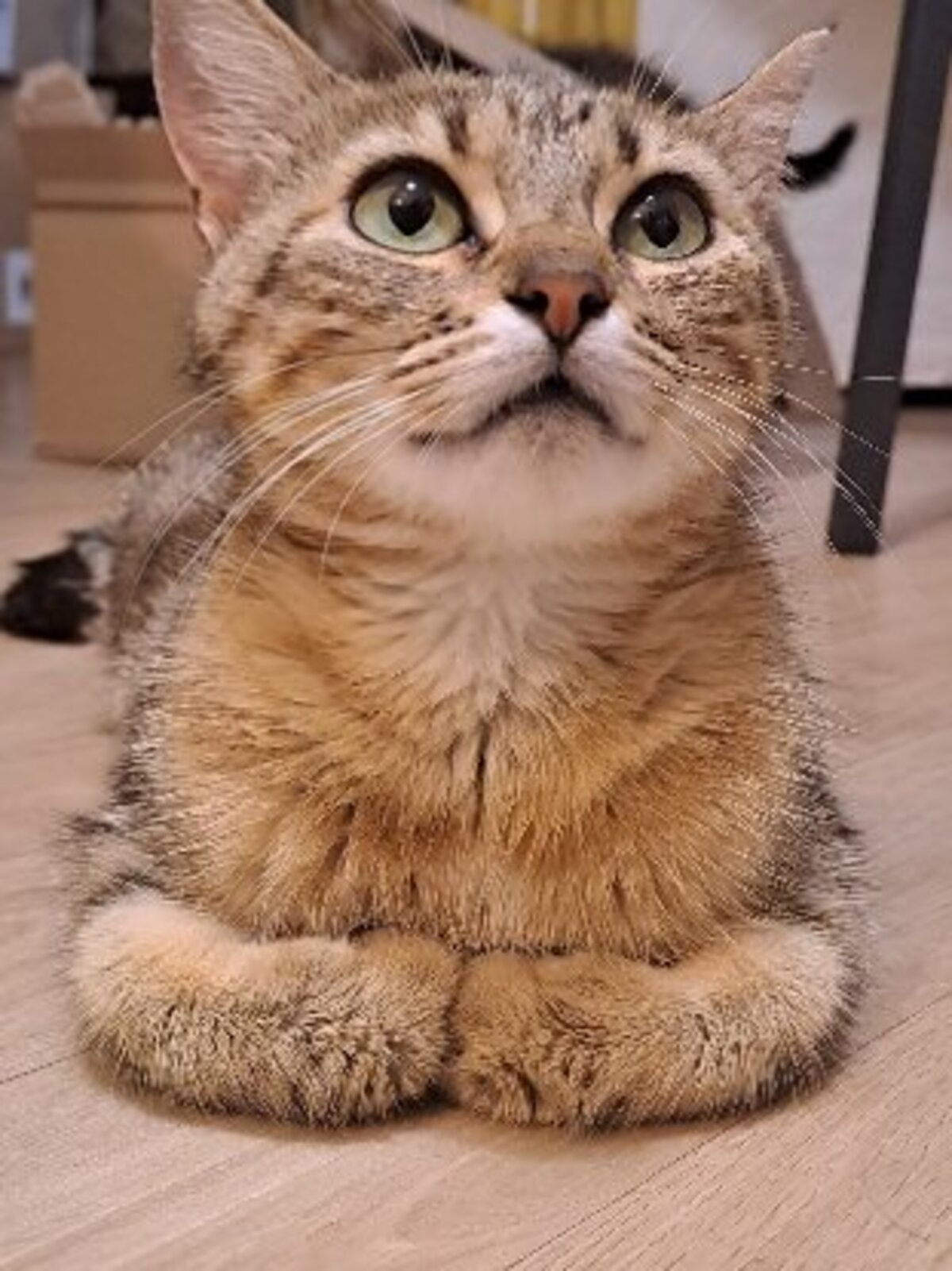 Adoption Fitness