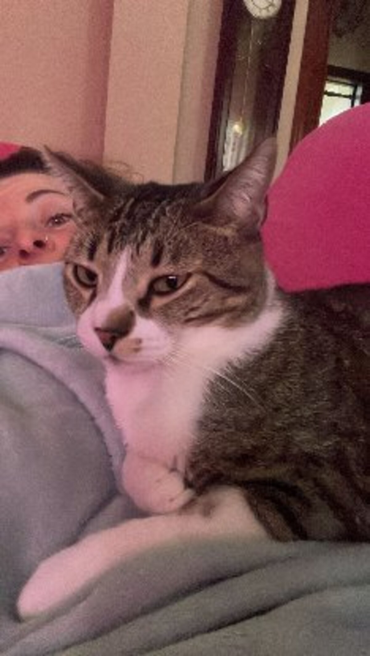 Adoption Fito