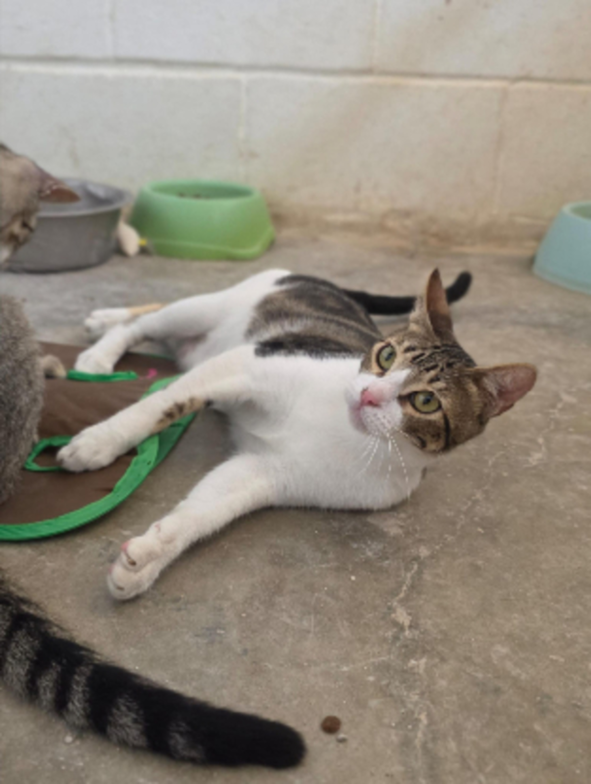 Adoption Floki