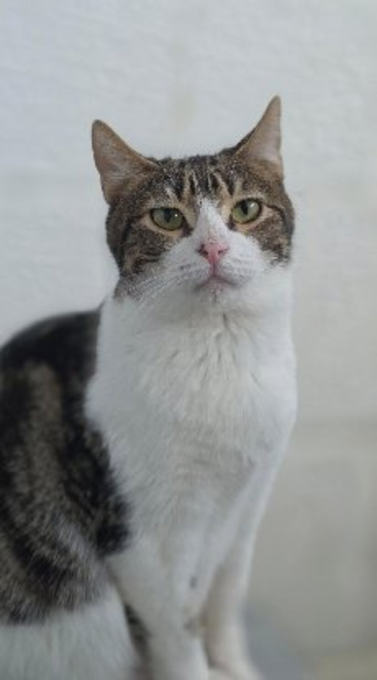Adoption Floki